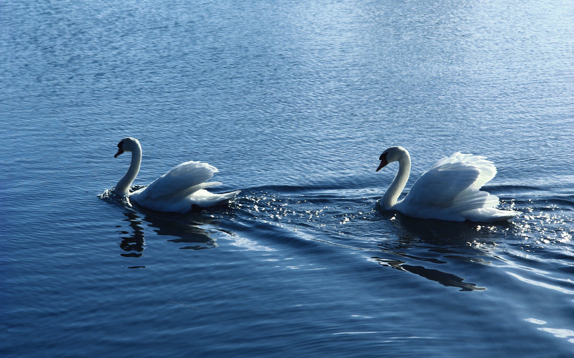 A pair of white swans in a pond