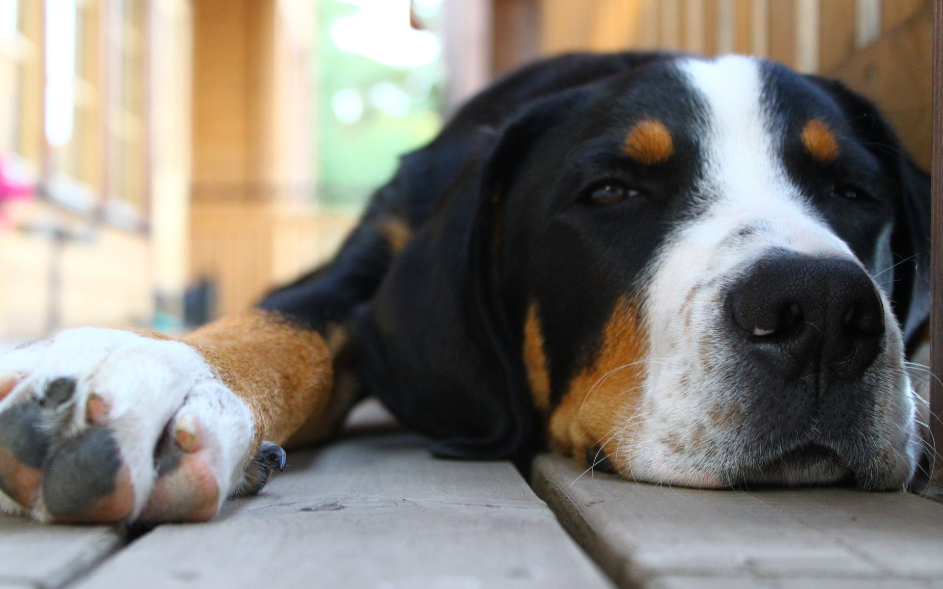 Dog on the veranda, domestic dog, sadness