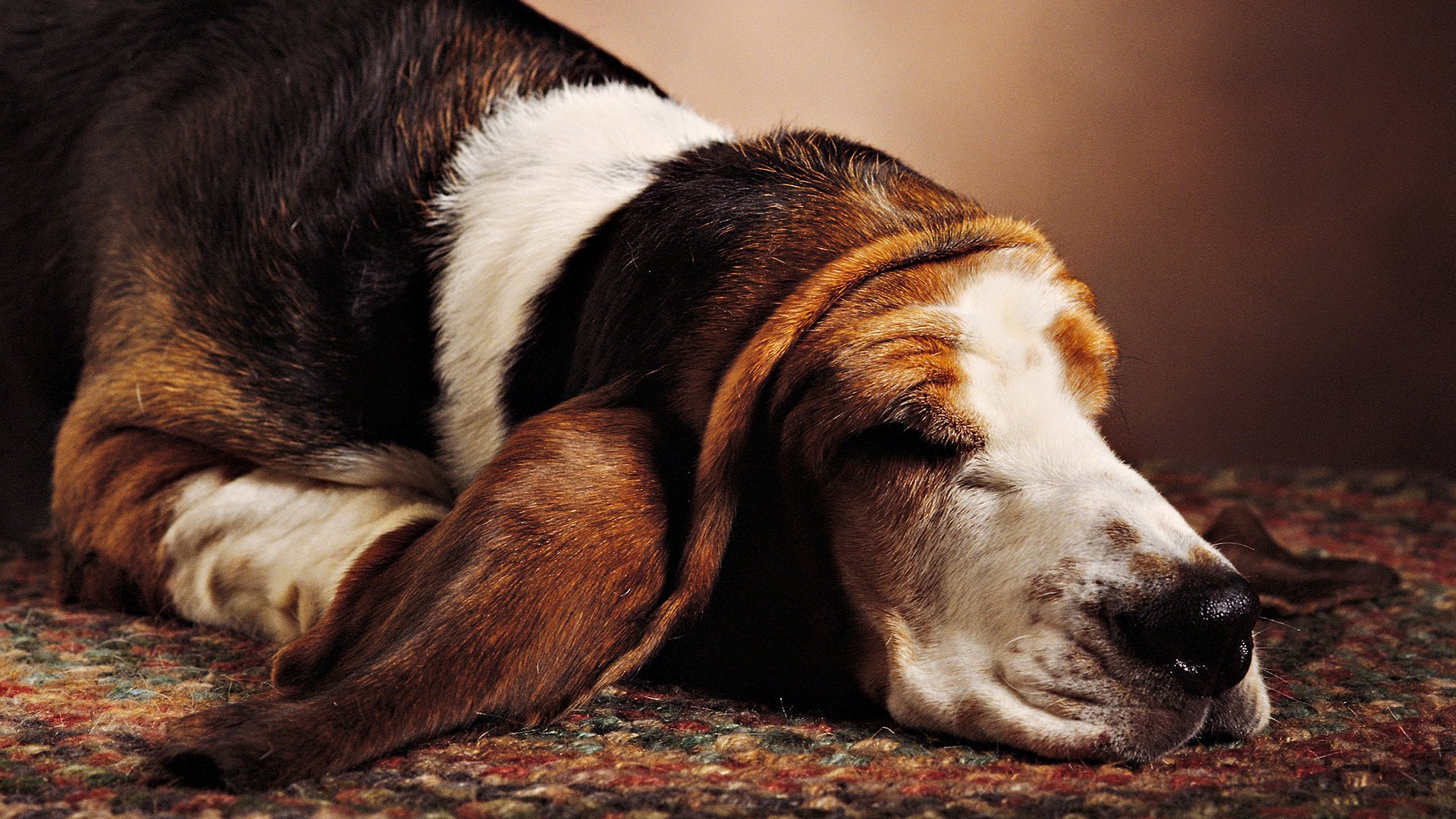 A dog with big ears sleeping on the carpet