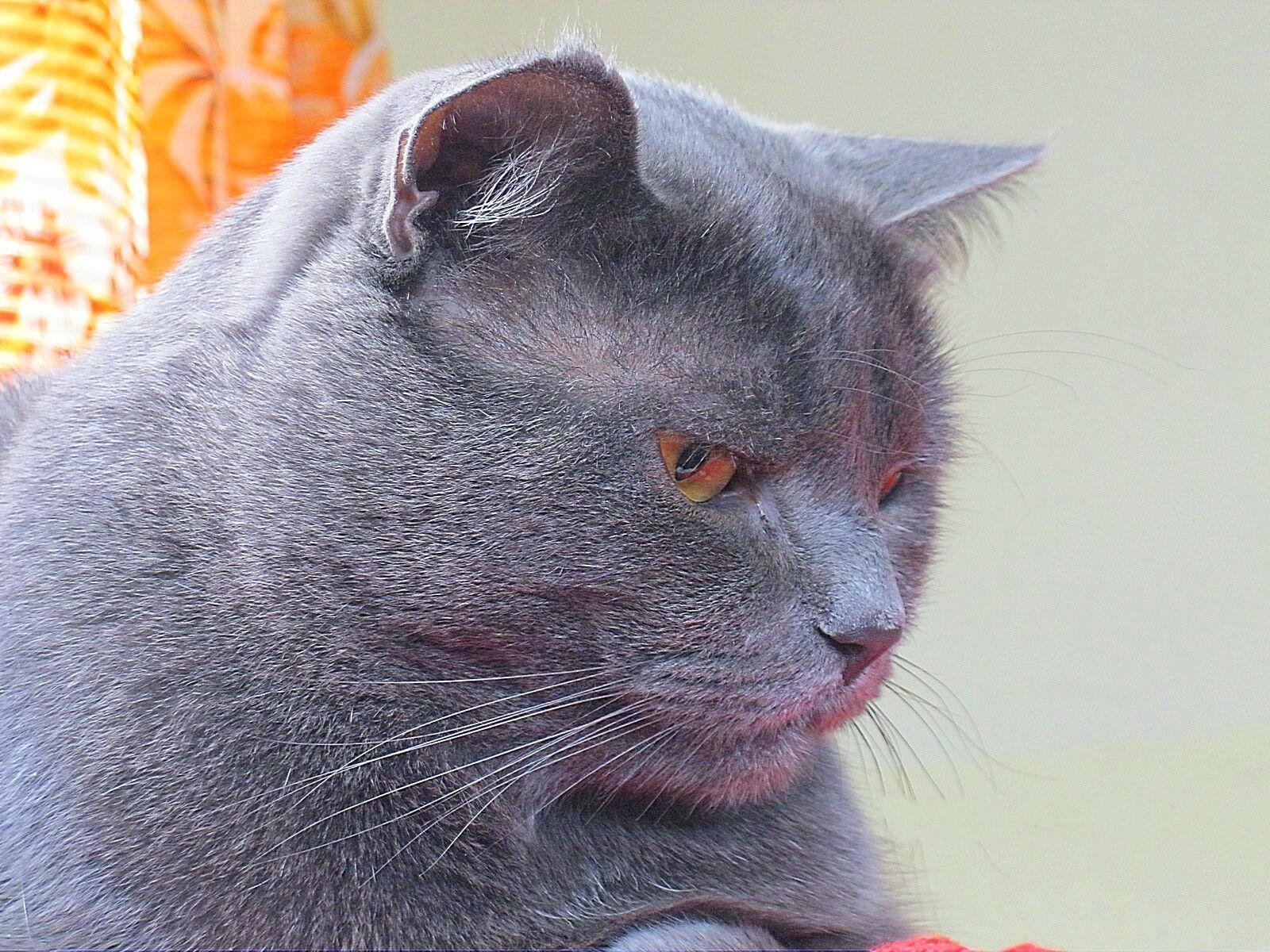 Mustachioed muzzled blue cat