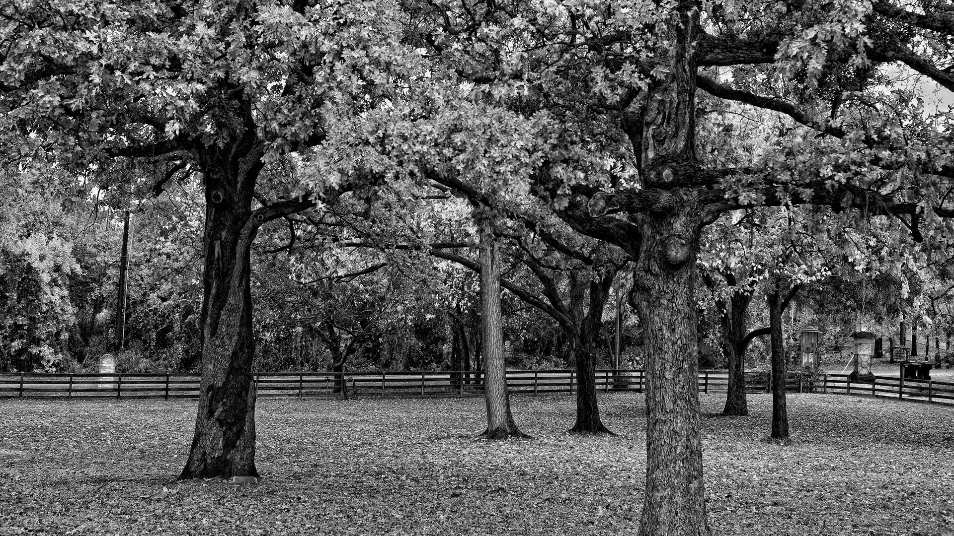 Black and white autumn Park