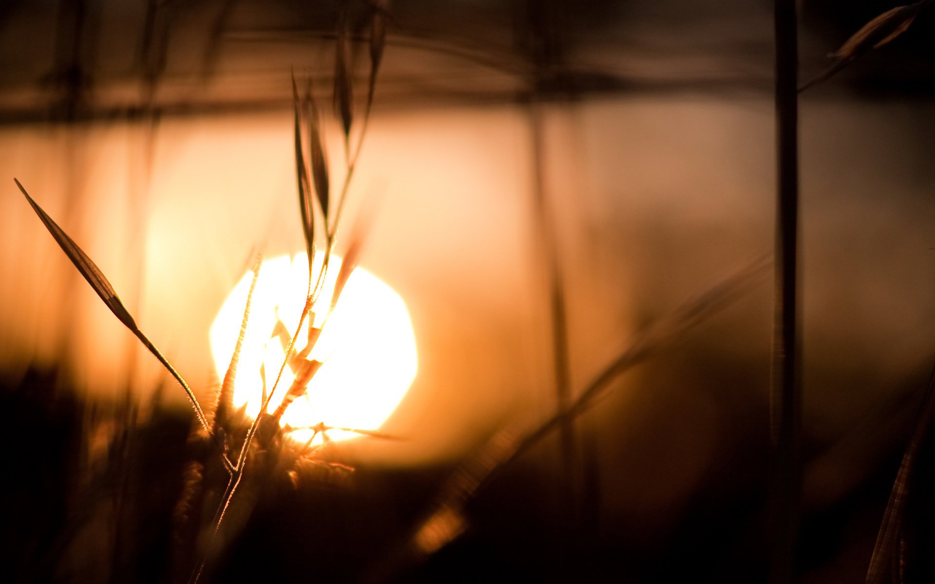 The sun at sunset with grass and water reflection