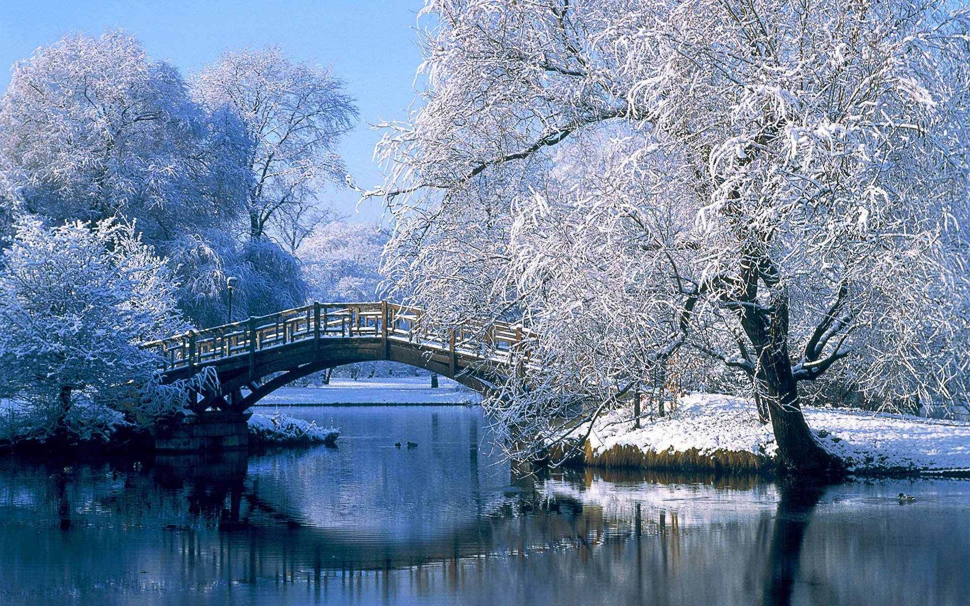 Snow-covered trees. Bridge over the river