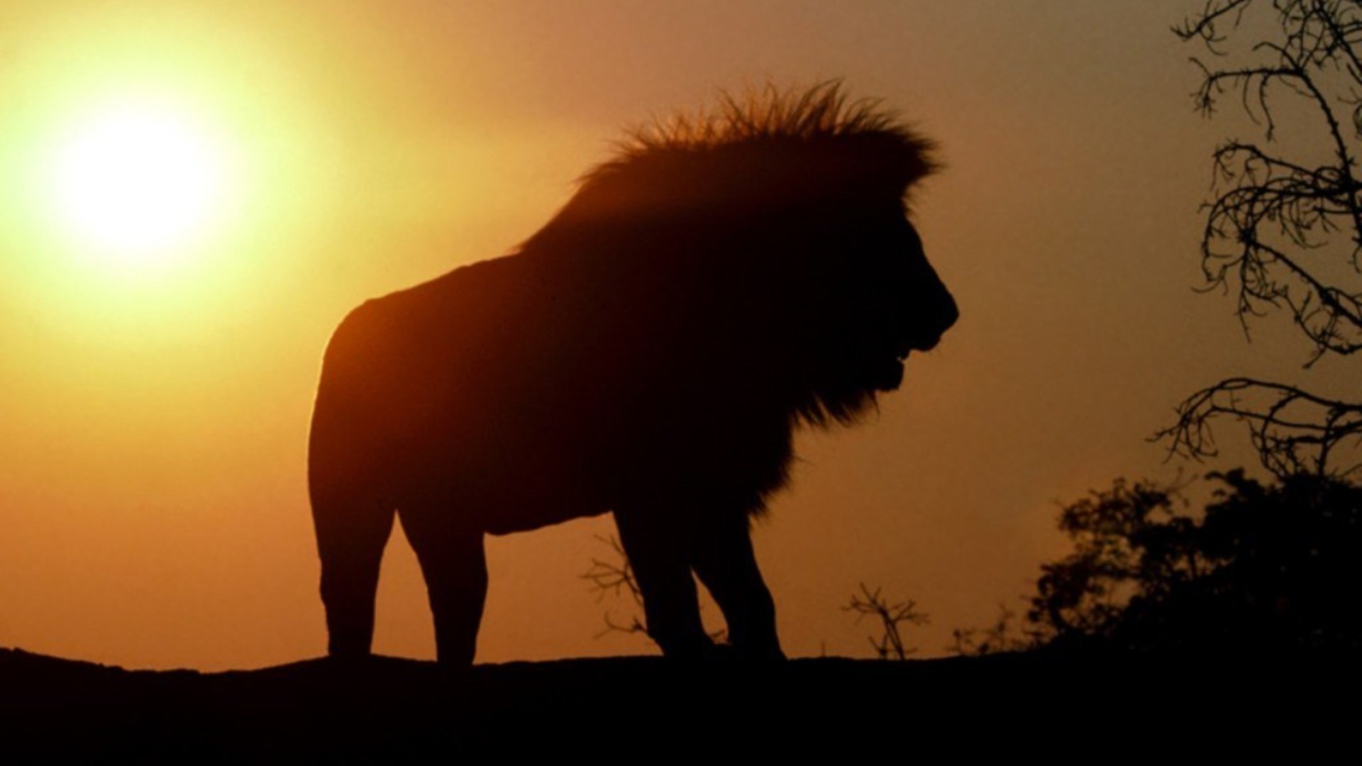 Lion at sunset silhouette
