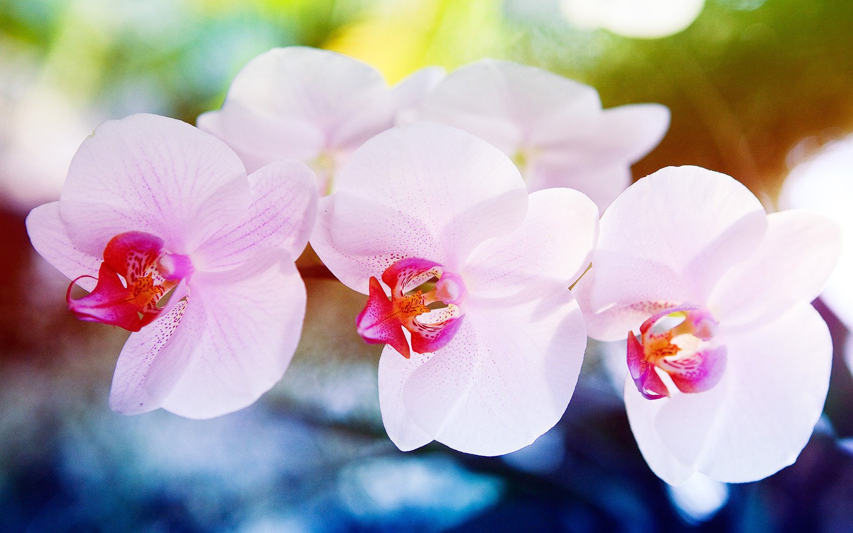 The spring tenderness of a pink orchid