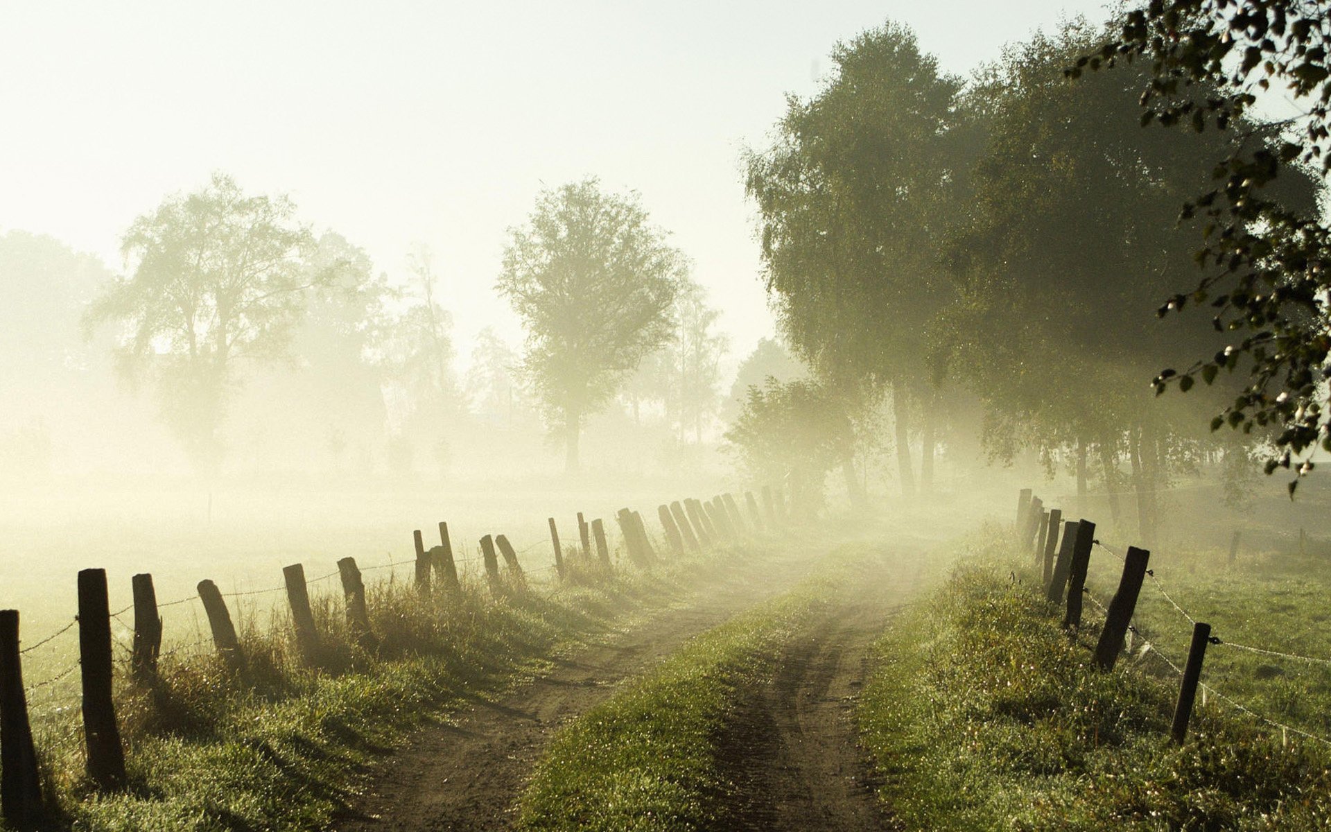 The road through the forest and the morning fog
