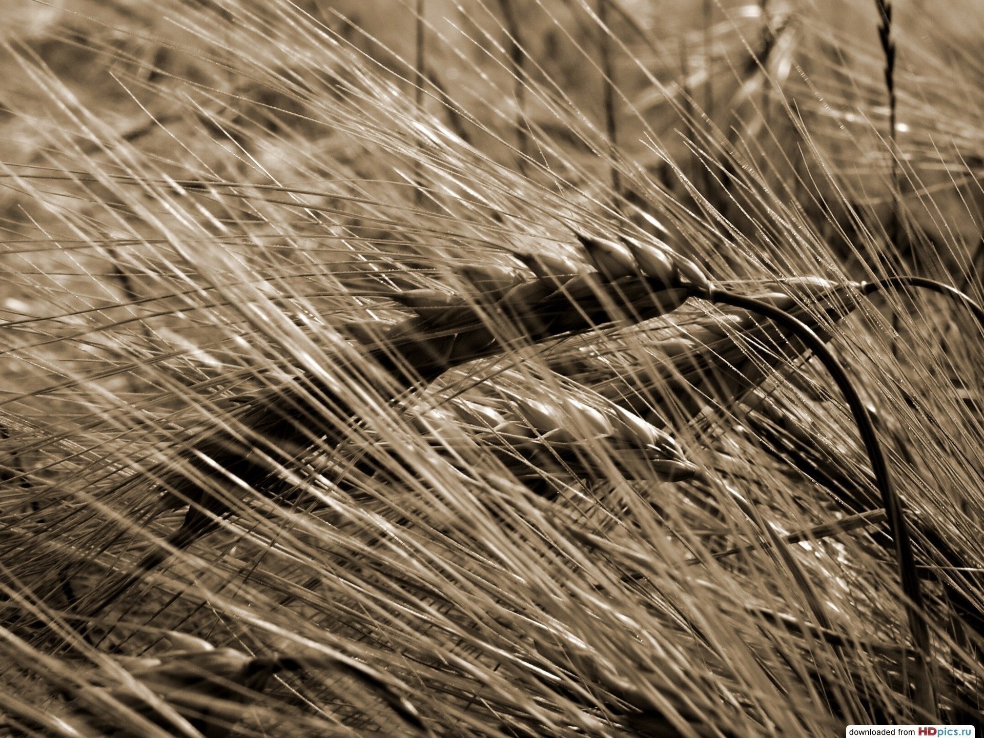 Summer field. wheat spikelets
