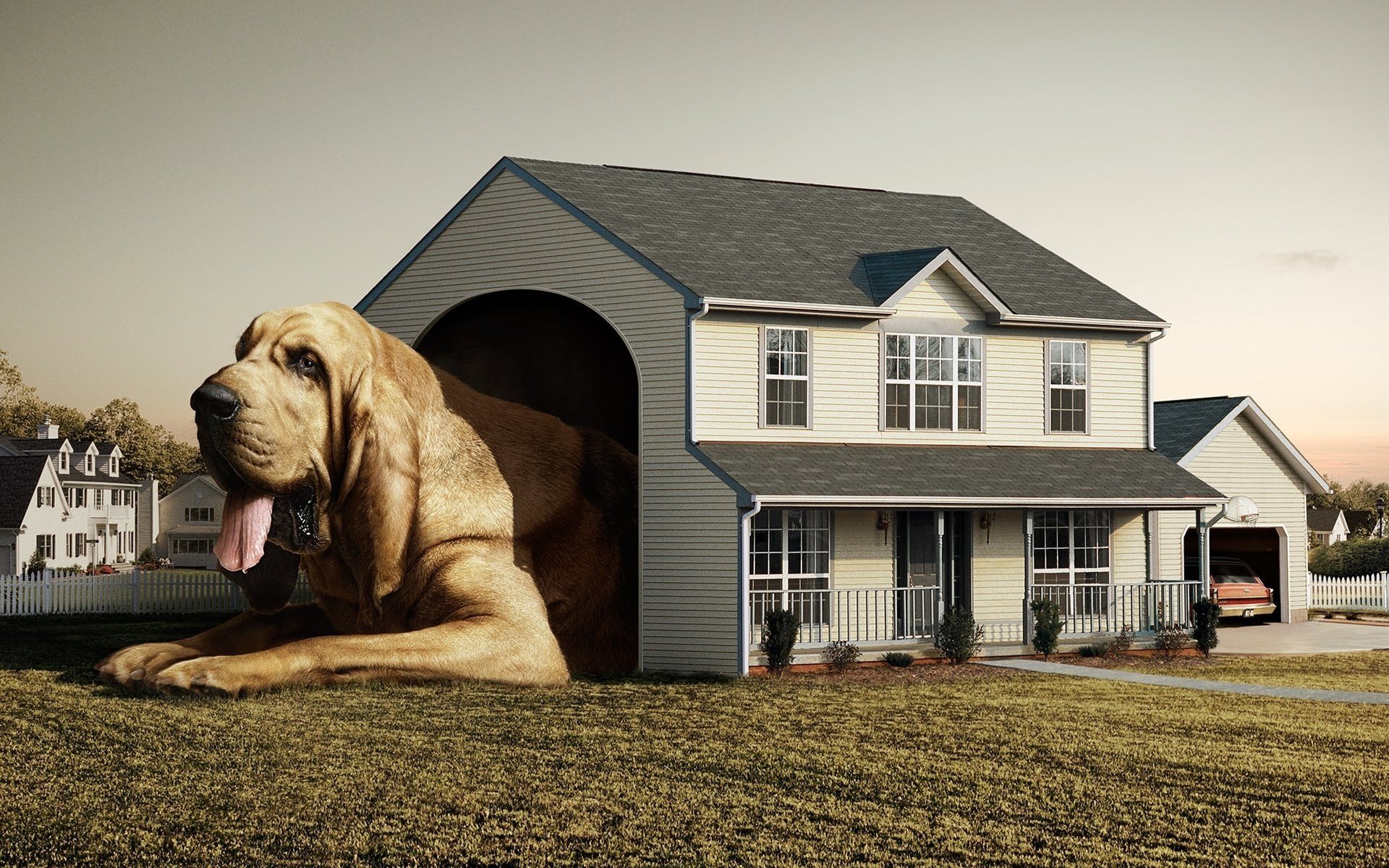 A big dog in a small house