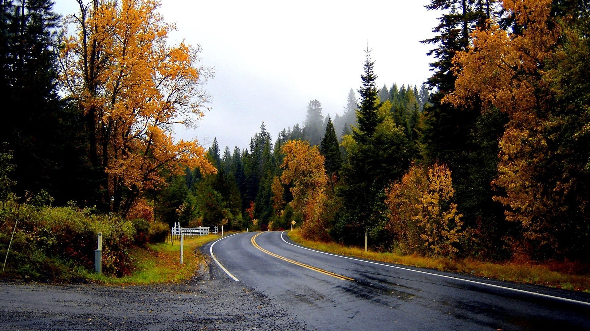 Tall Christmas trees and the road to the future in the autumn forest