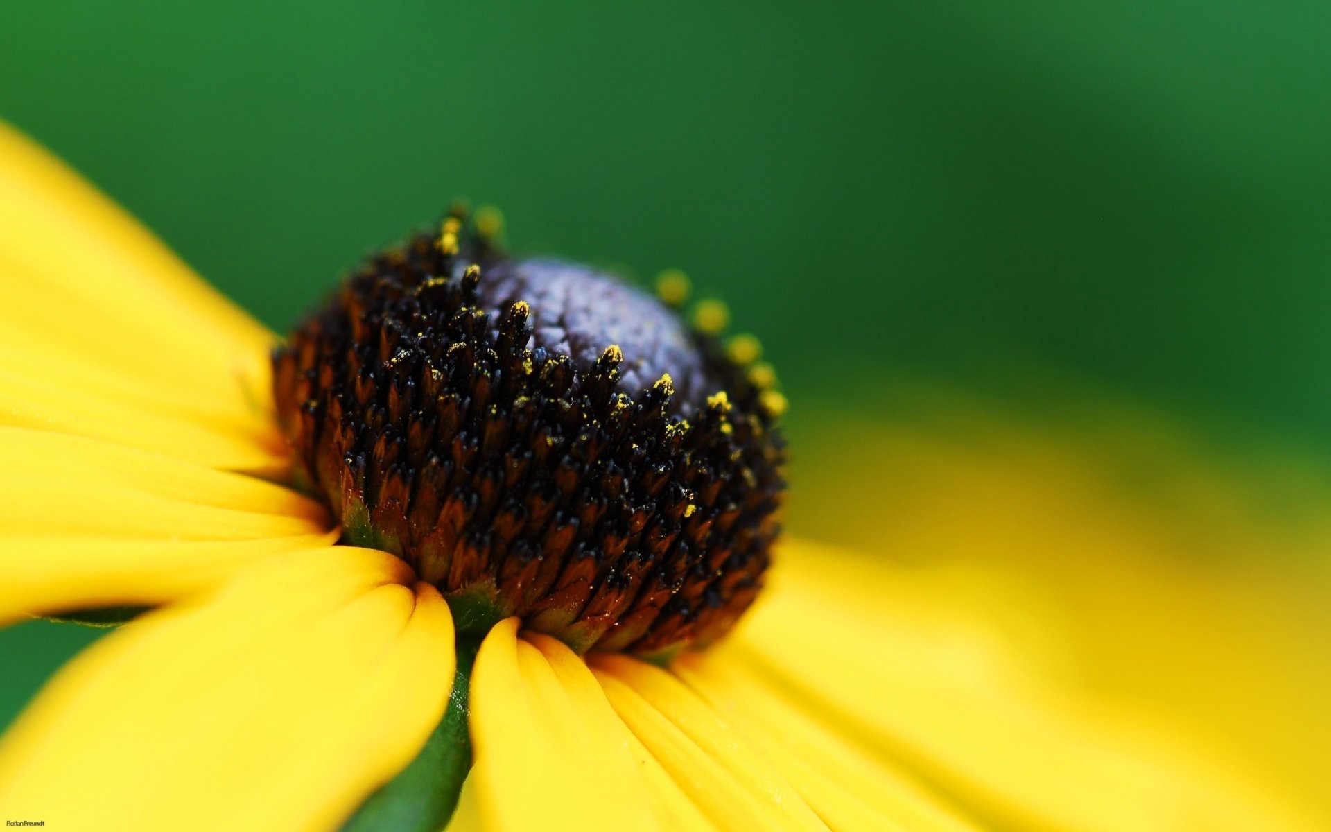 Chamomile flower with a black ball and yellow leaves
