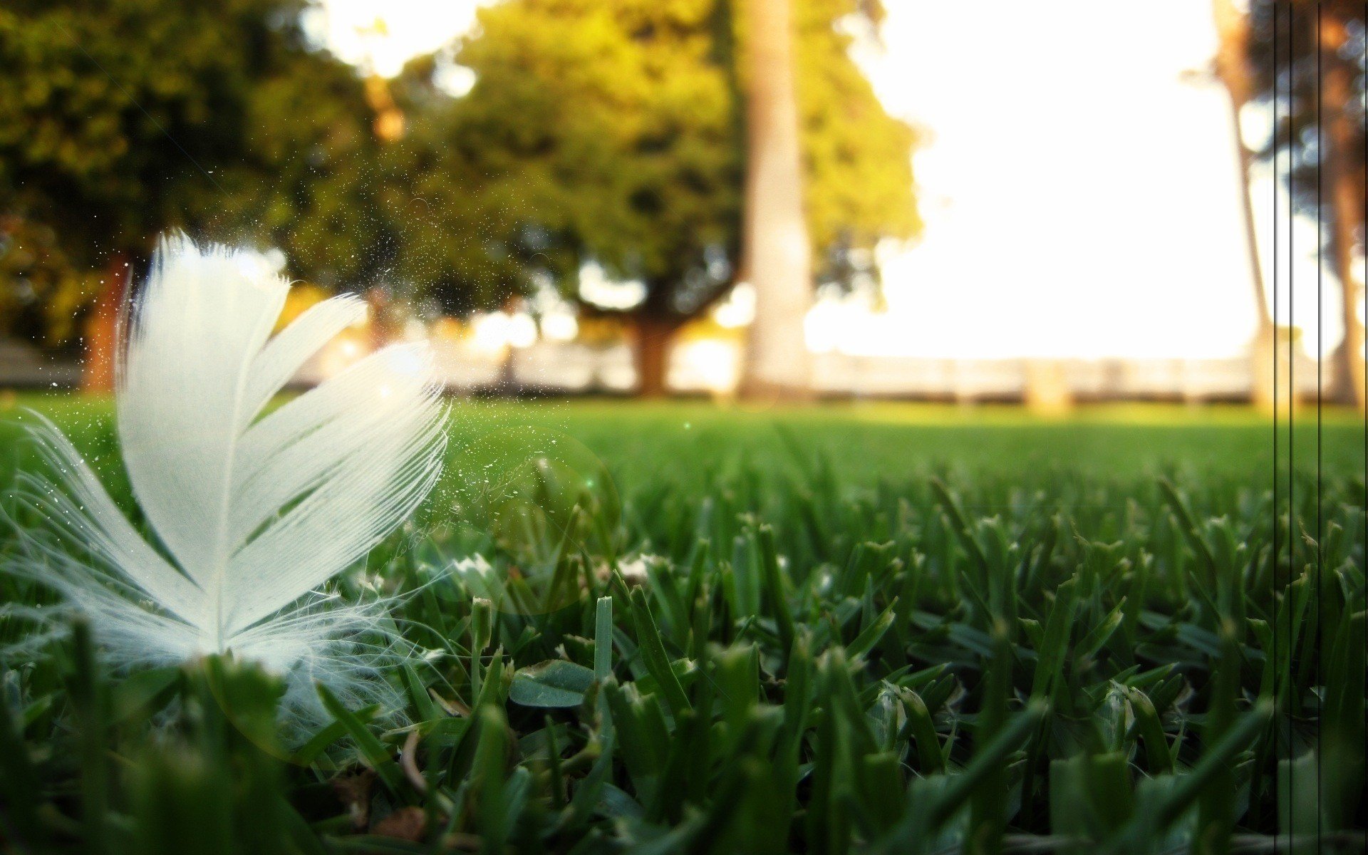 A white feather on the mown grass