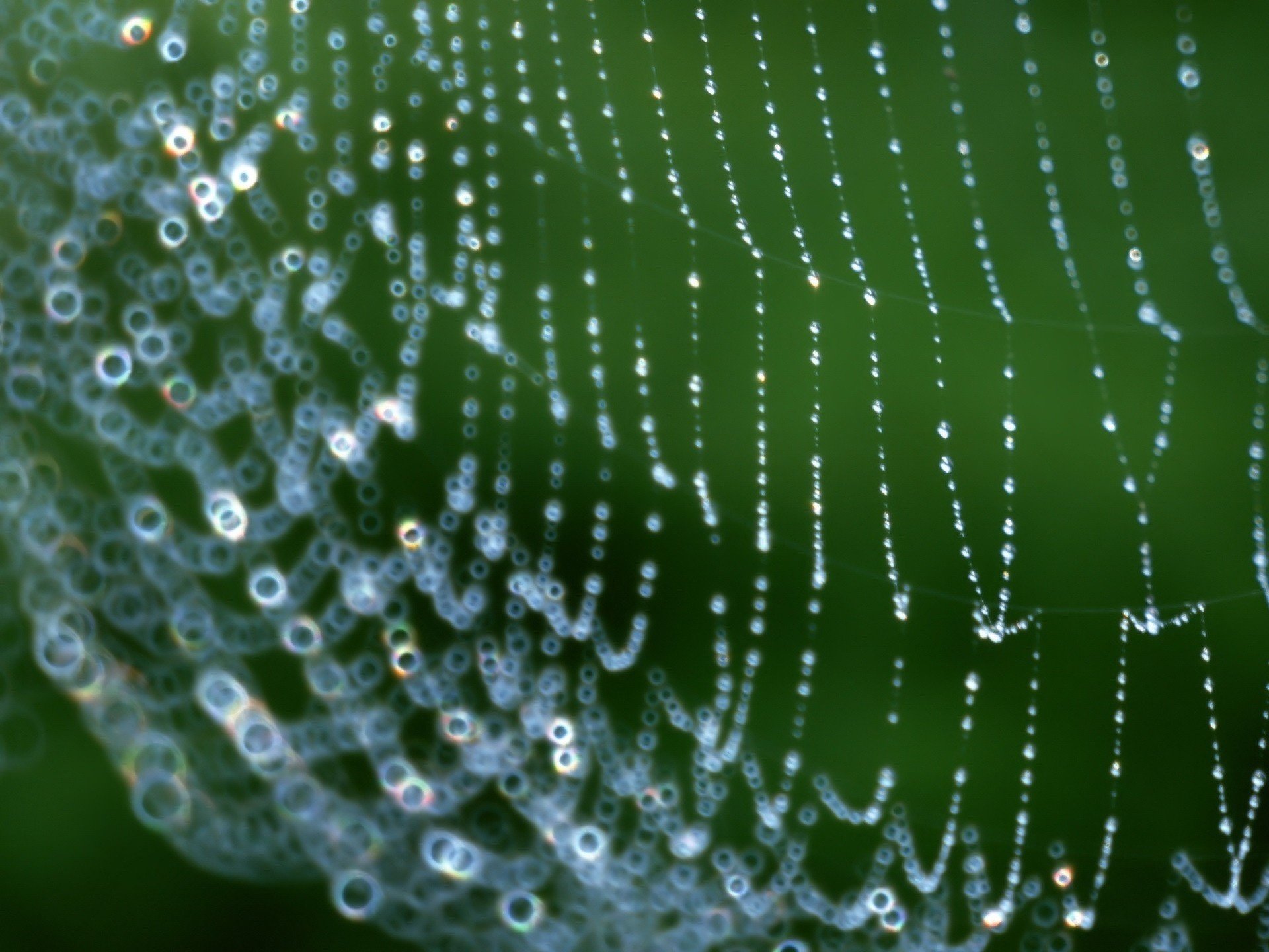 Cobwebs in the morning dew sparkle of diamonds