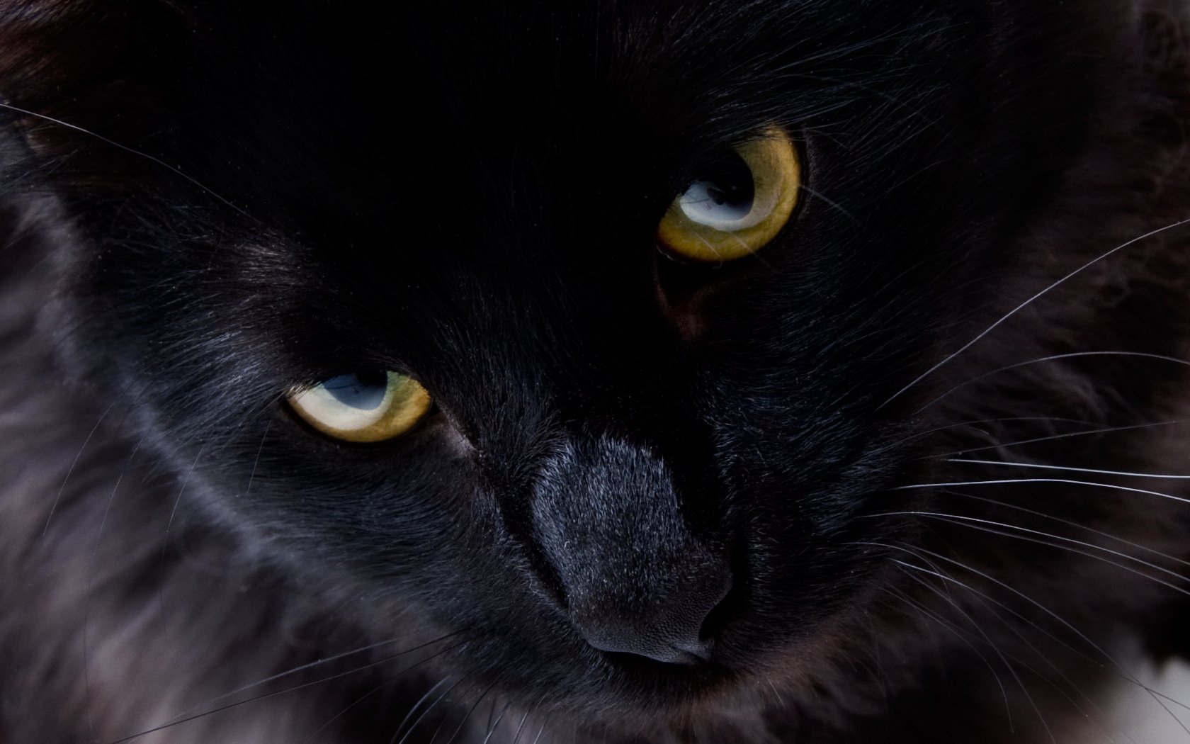 Black cat with yellow eyes