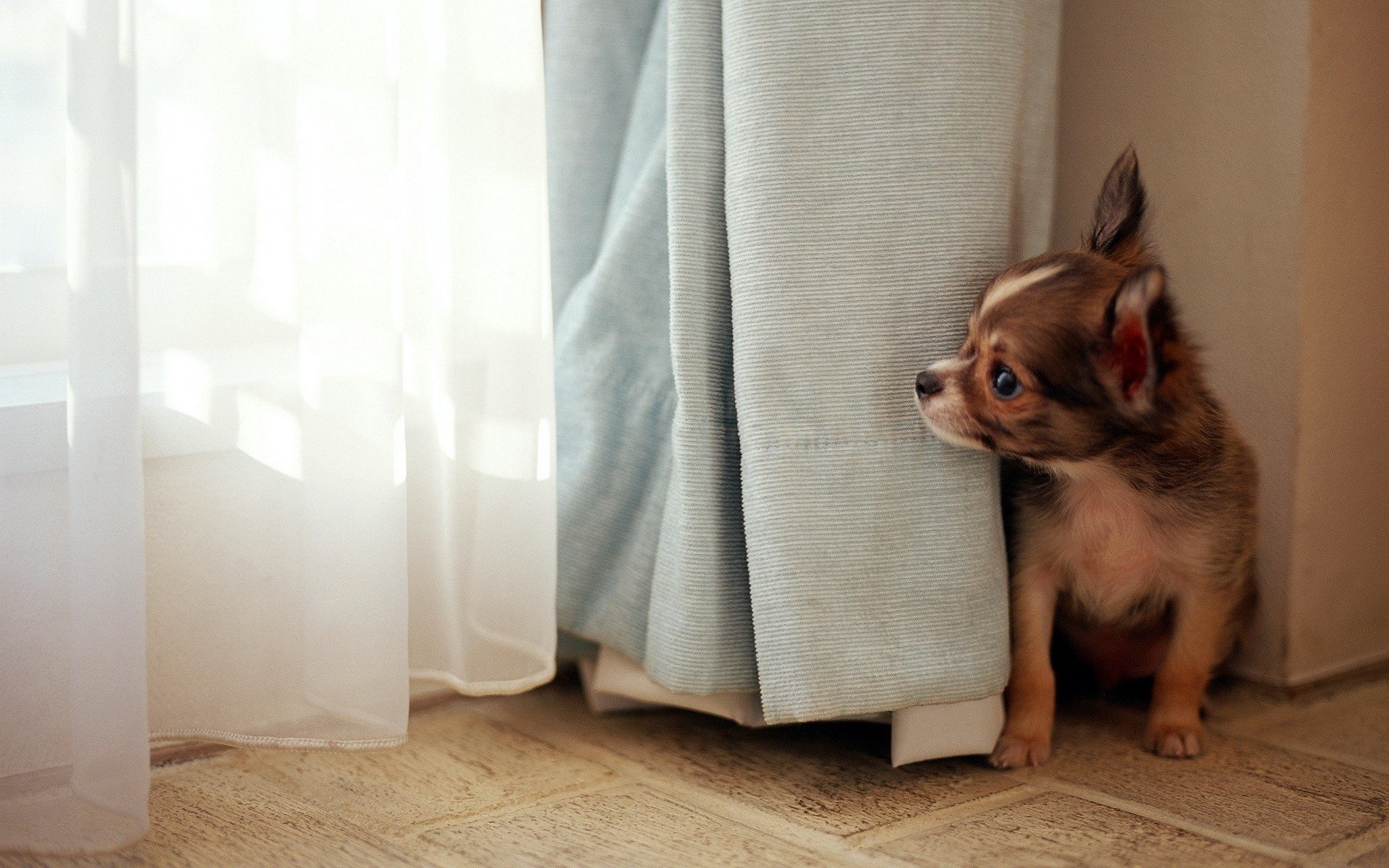 A tiny puppy peeks out from behind the curtain
