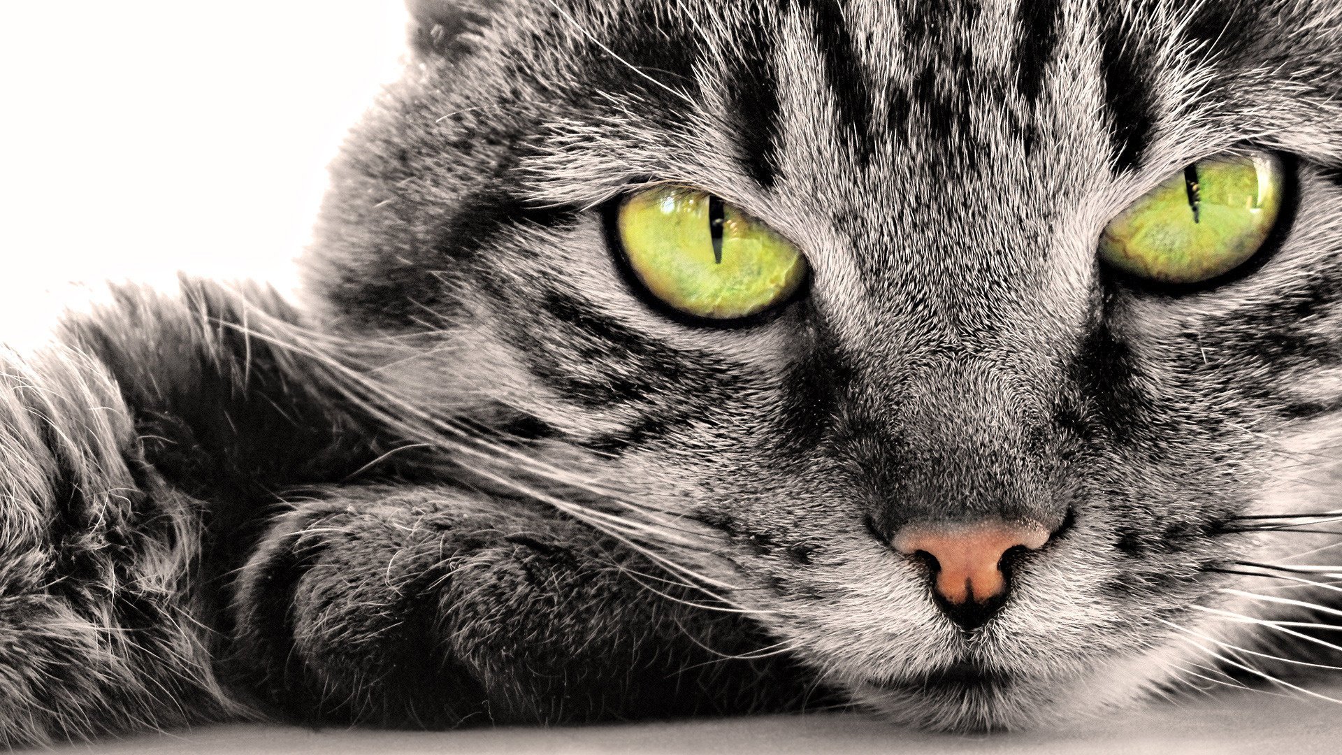 A grey cat with yellow eyes. Close-up