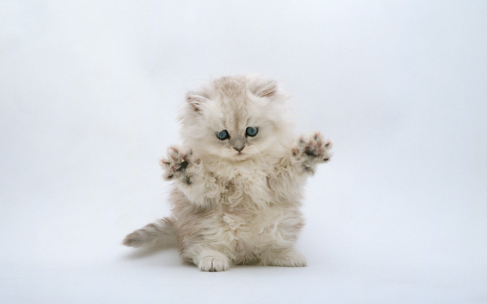 Fluffy kitten in a protective stance