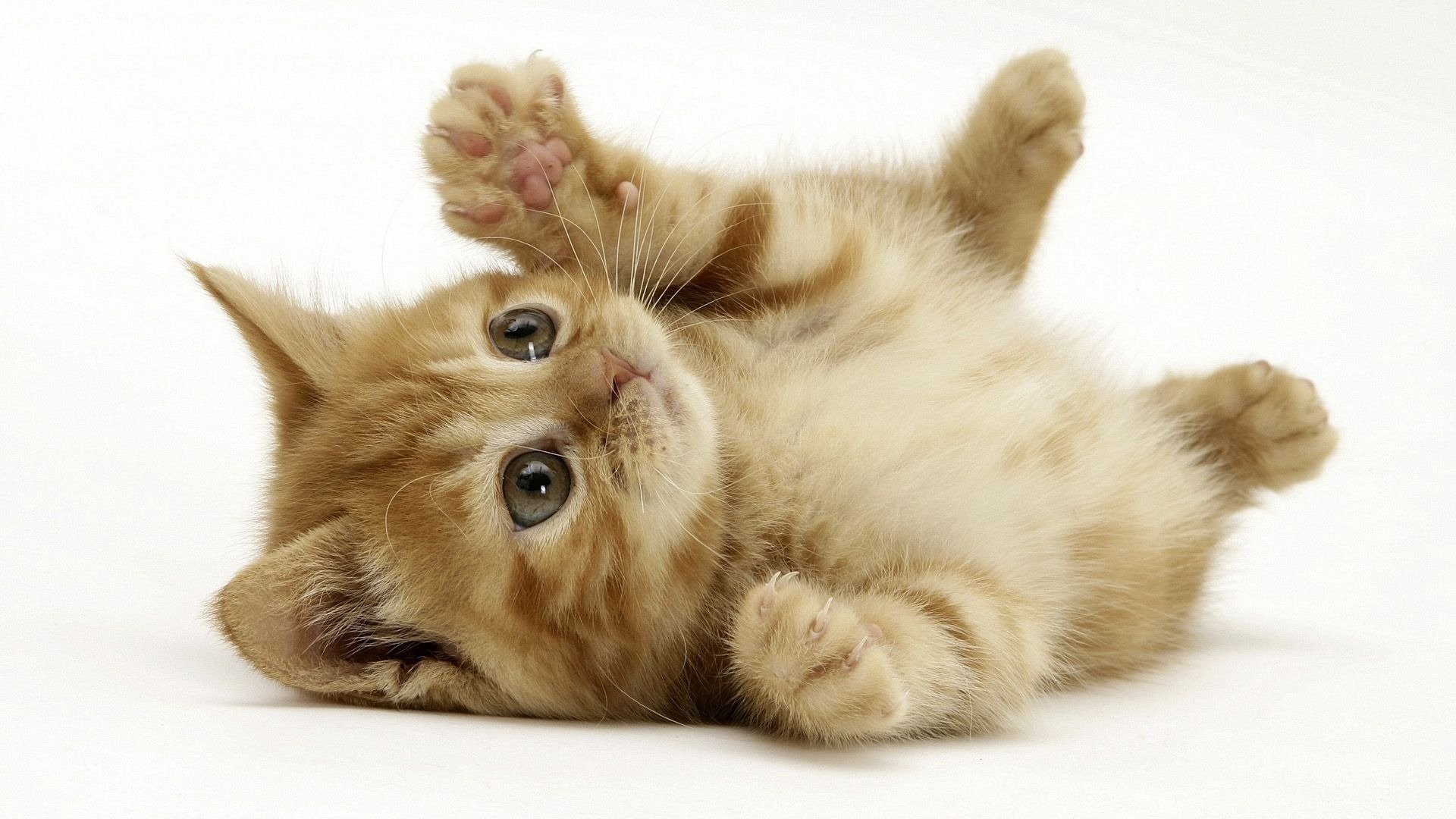Playful ginger kitten with green eyes