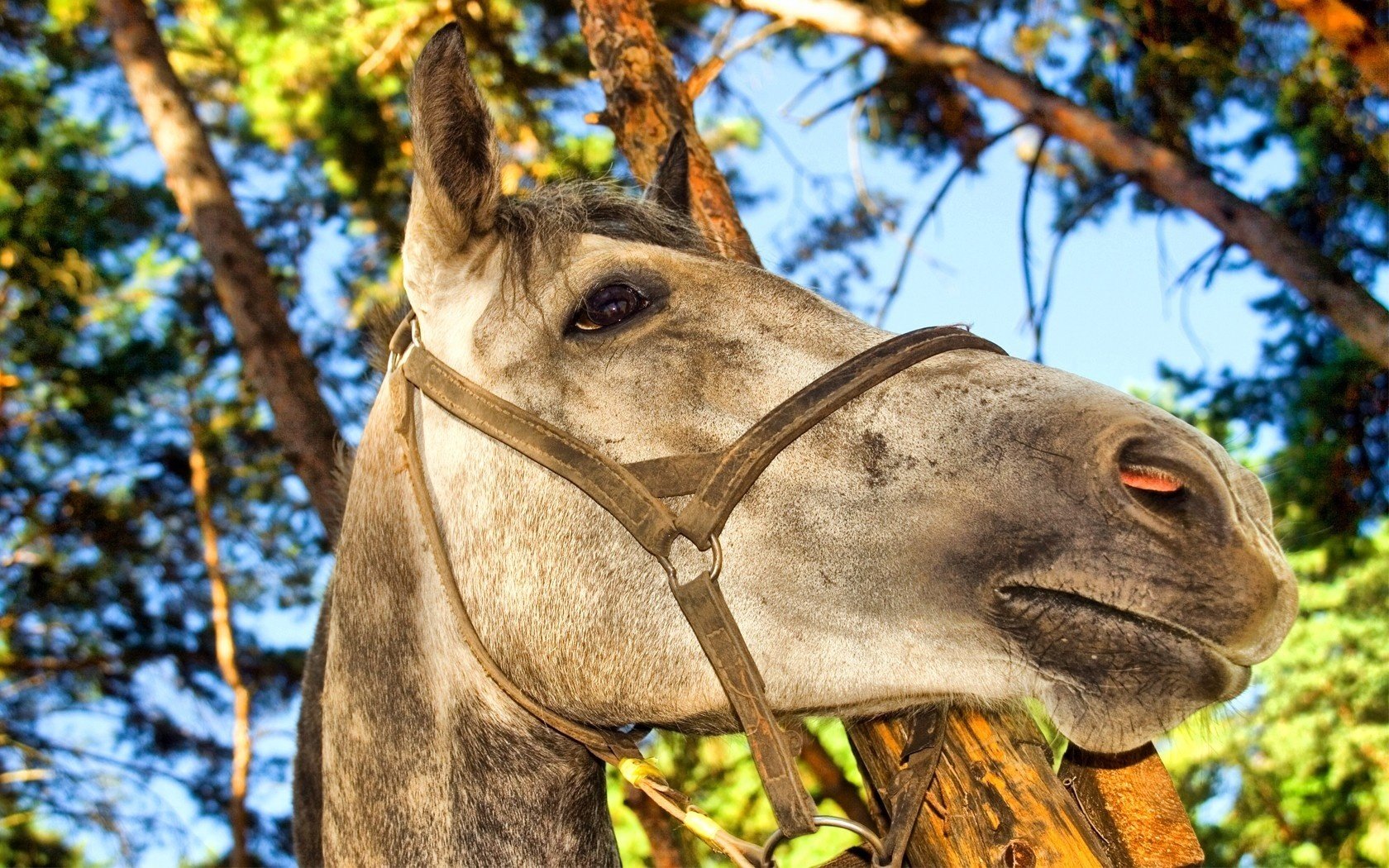 The big muzzle of a gray stallion