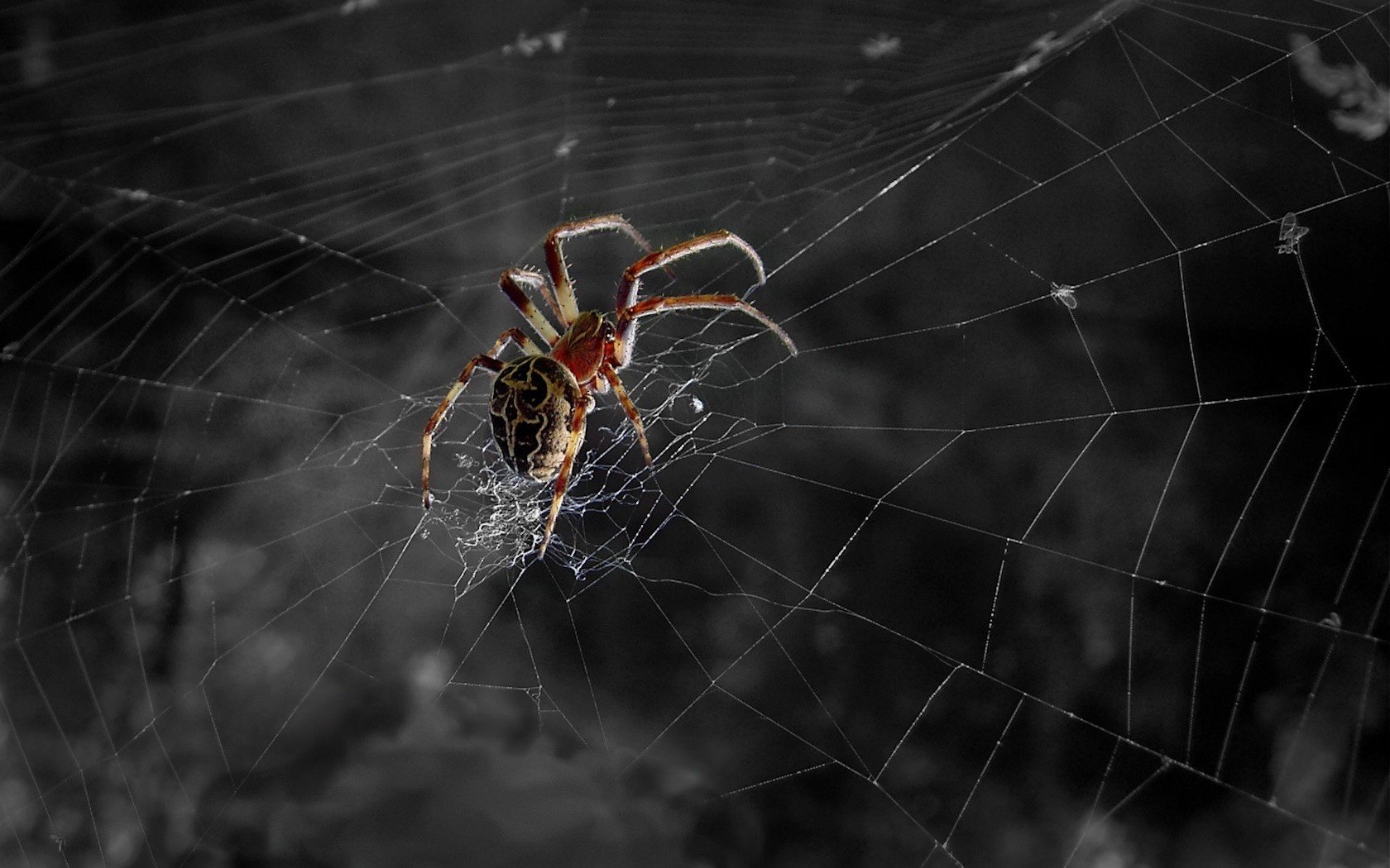 The web of a large spider at a height of