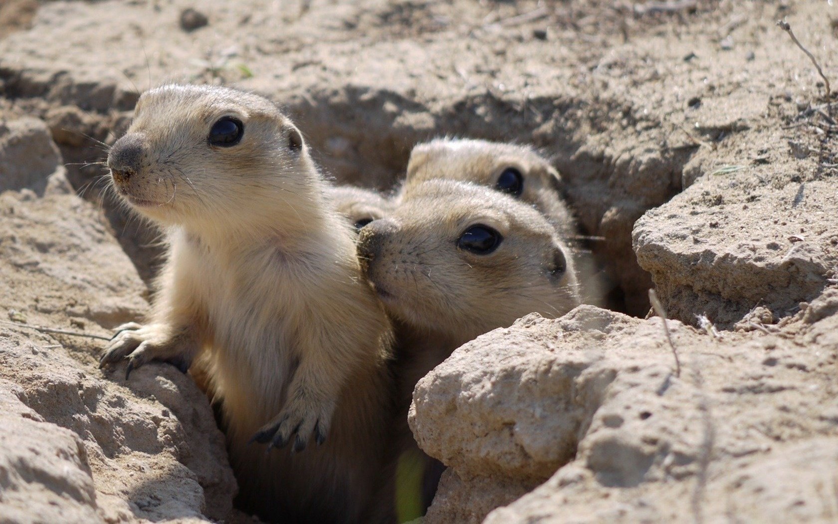 Three gophers are curiously watching the predator