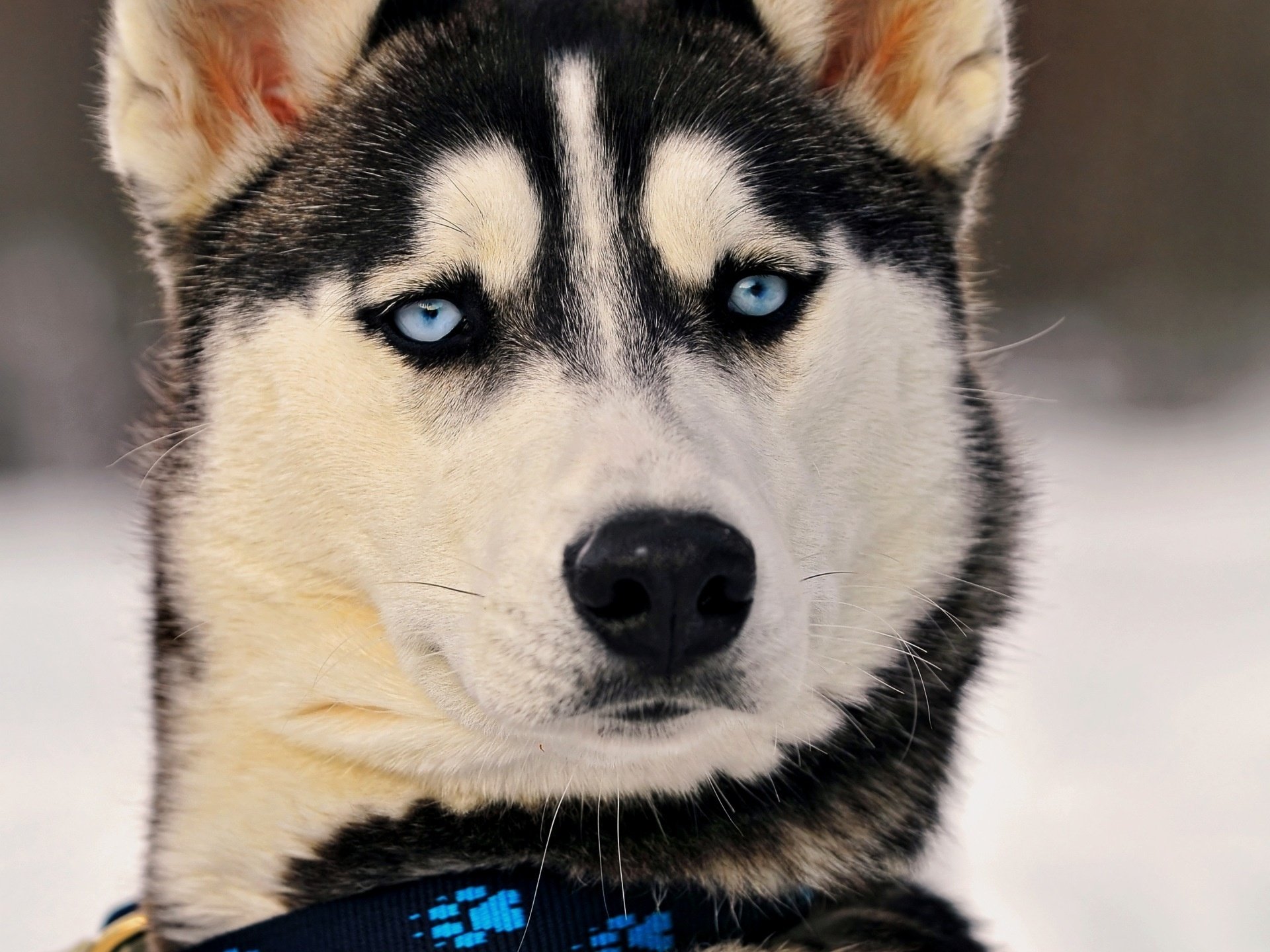 Surprised charcoal husky with an electronic collar around his neck
