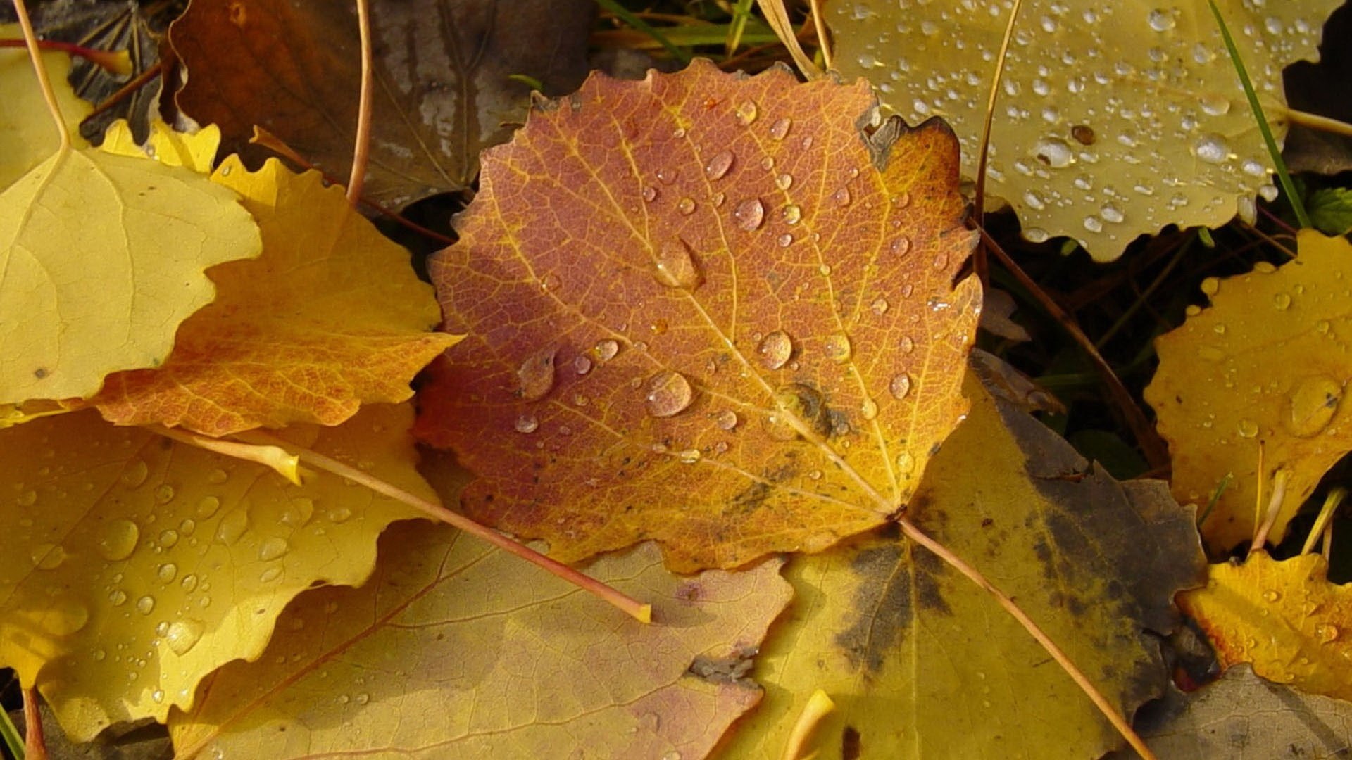 Tears of autumn on yellow leaves