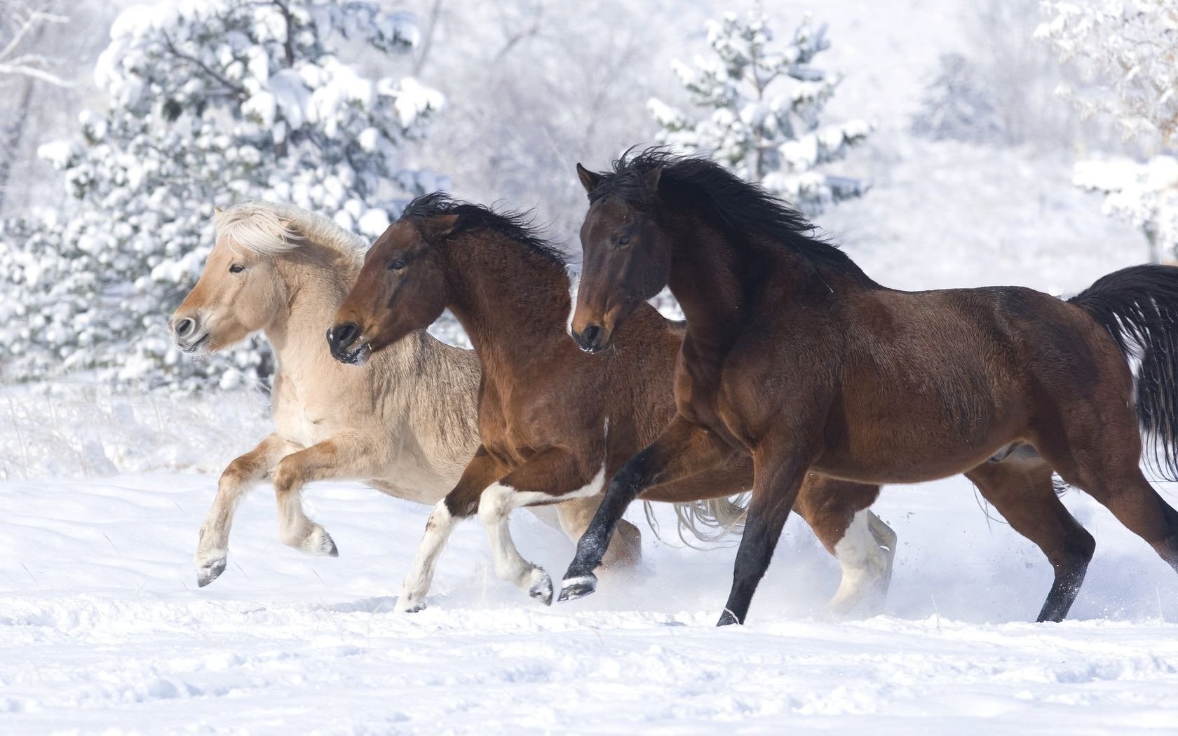 Three horses running through the snow
