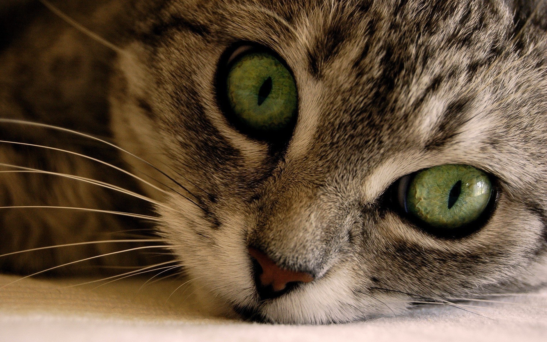 The look of green cat eyes on a cute face