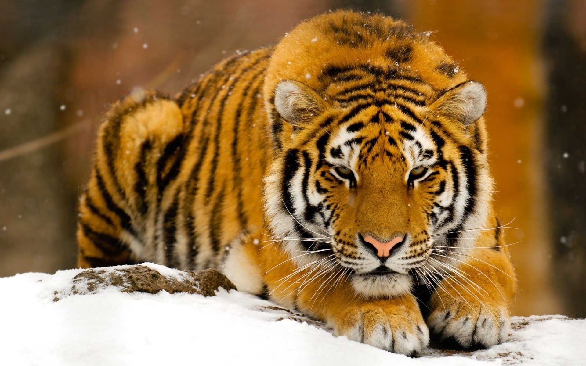 The tiger lay down on the snow. Snowflakes are falling. And