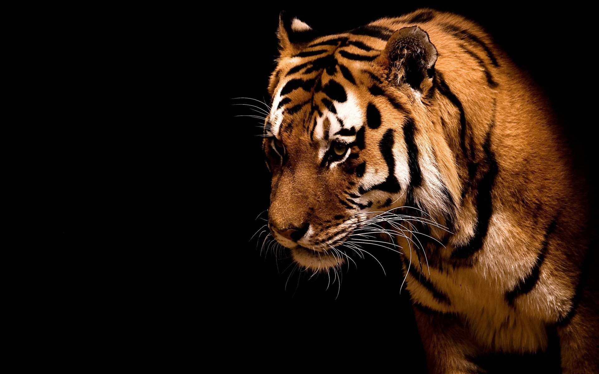 A tiger with a predatory look on a black background
