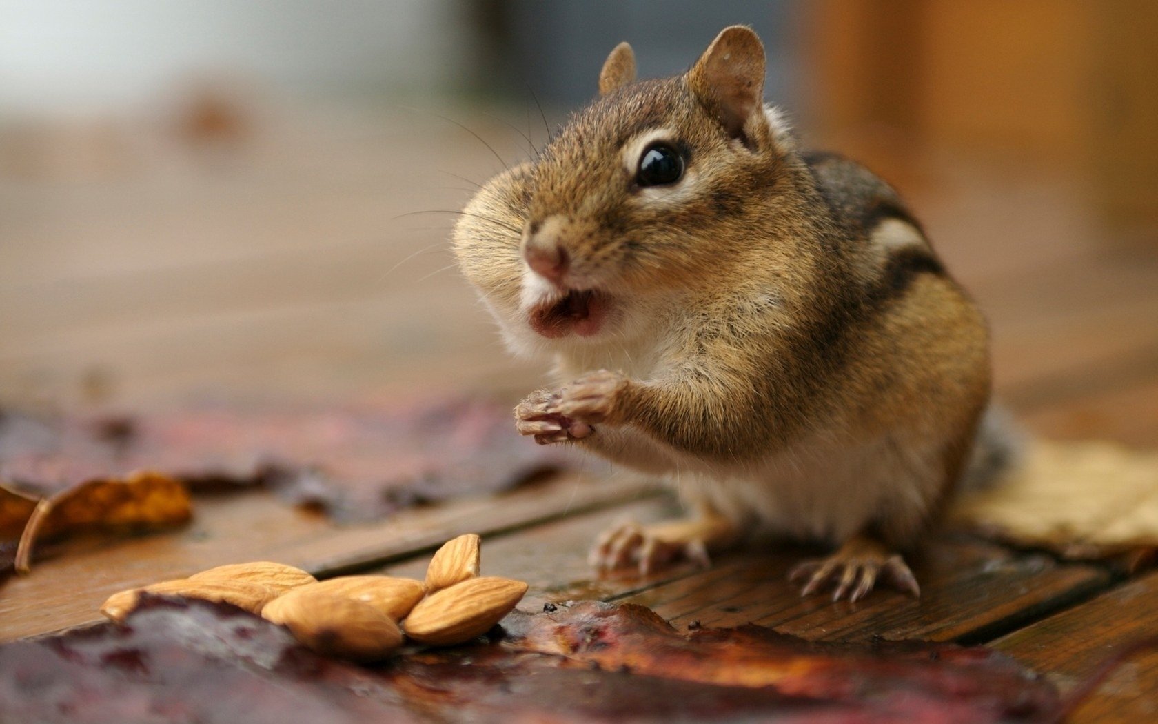 Thrifty chipmunk and nuts