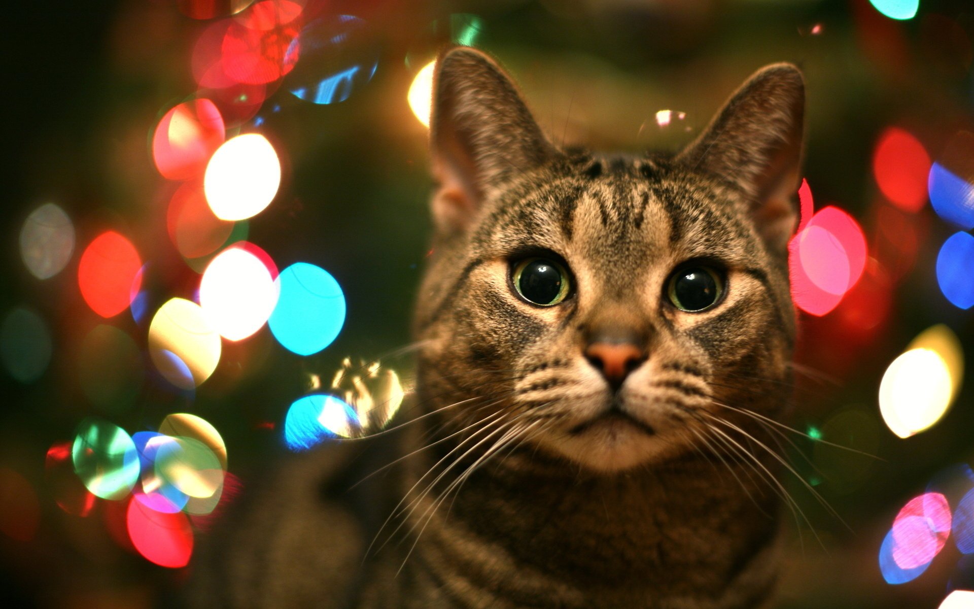 A cat with green surprised eyes on a background of multicolored lights
