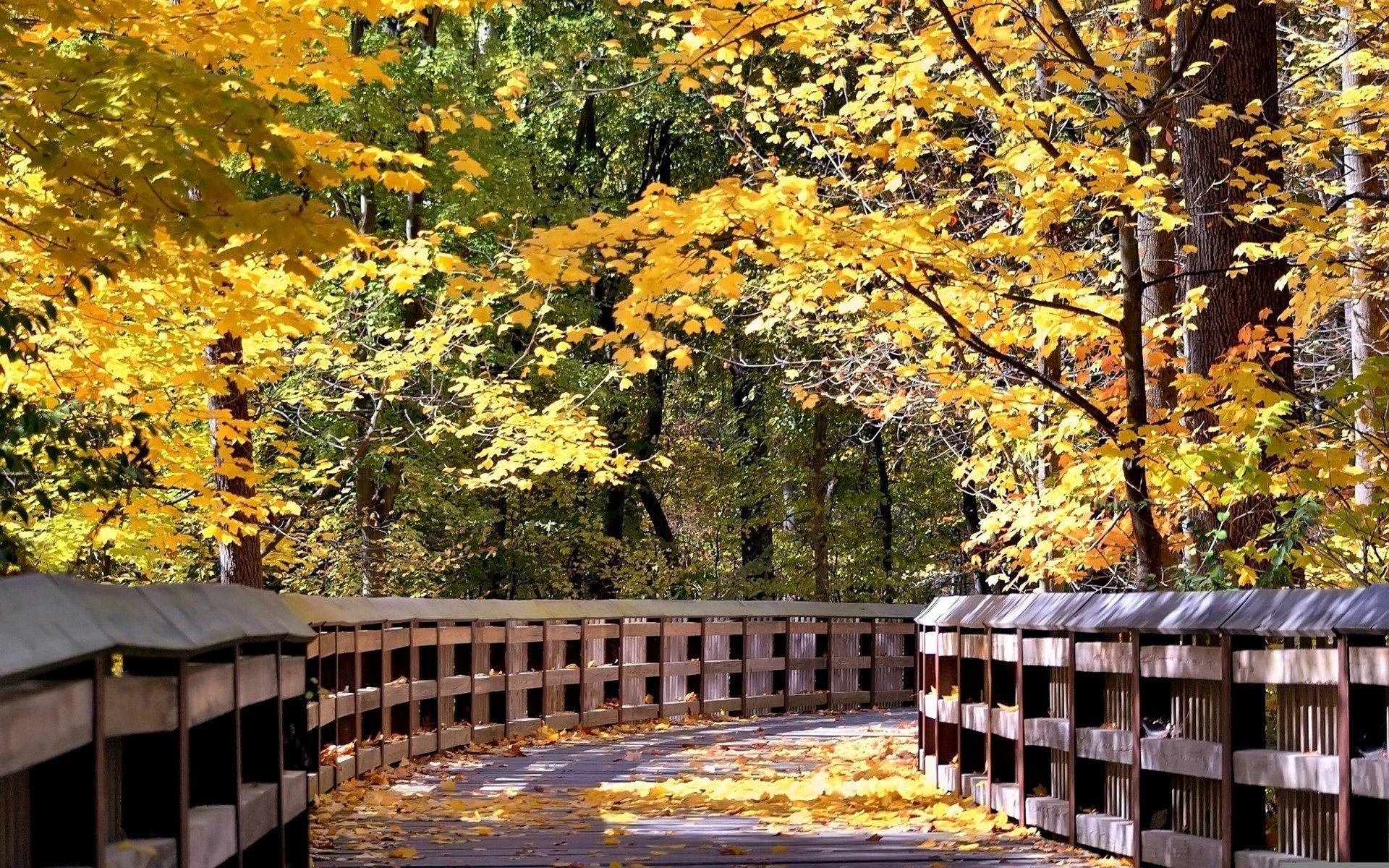 Wooden bridge in the forest among autumn trees