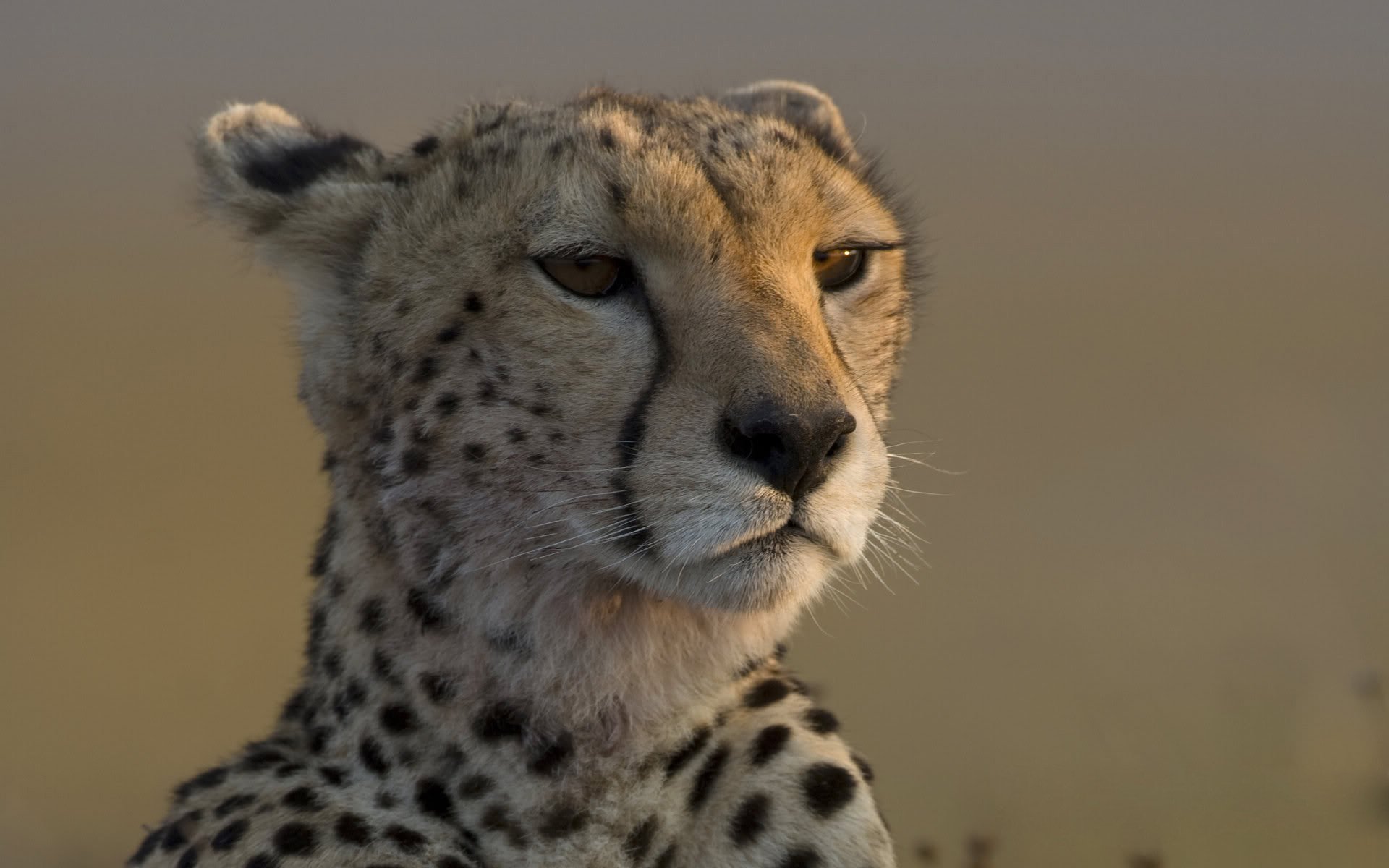 Cheetah with intelligent eyes looks into the distance