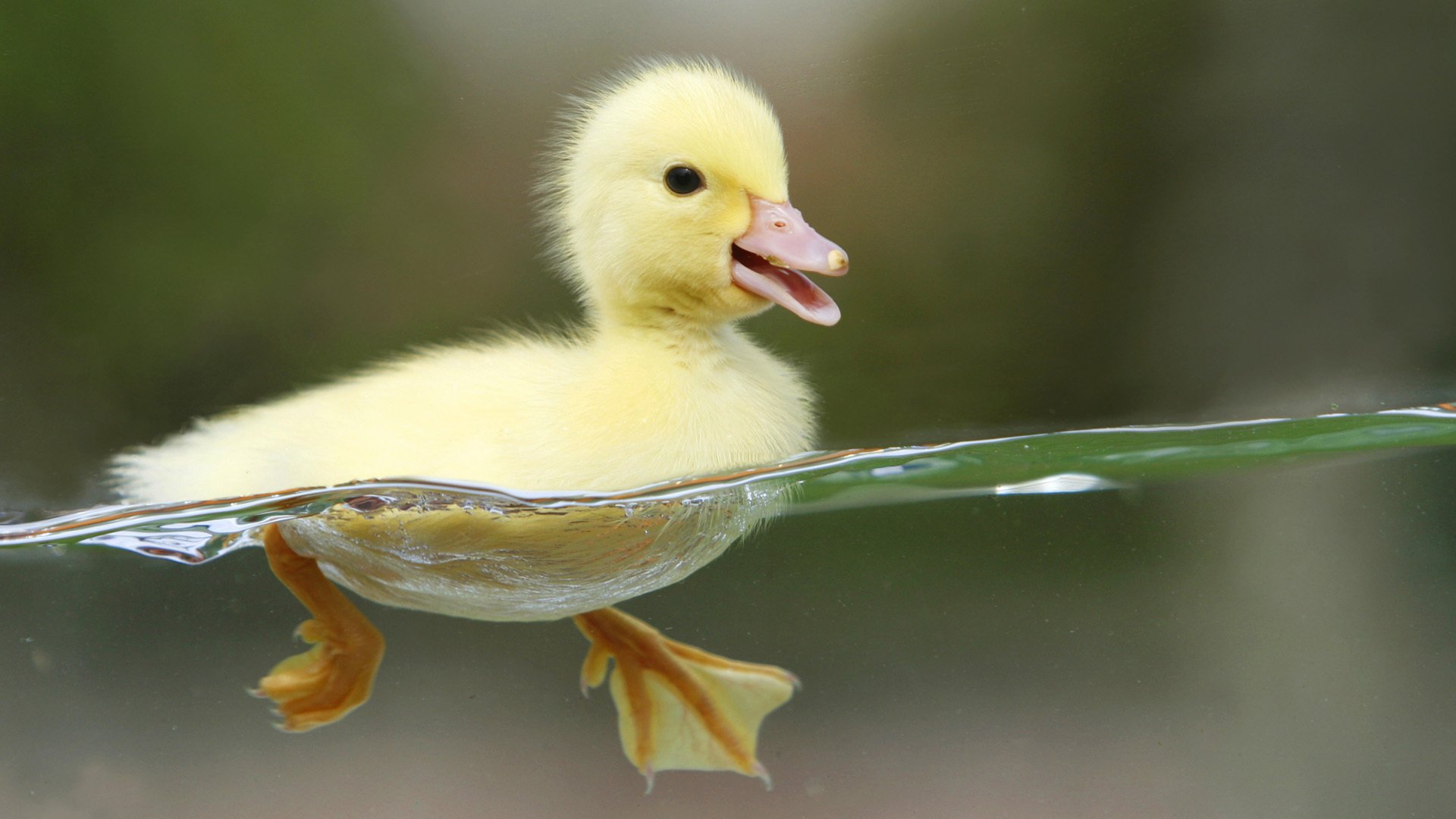 The first swim, the duckling learns to swim
