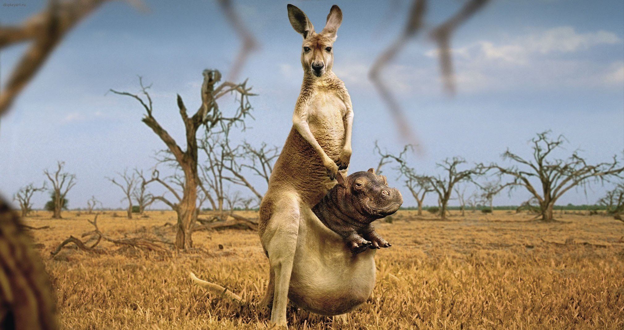 A miracle of nature, a kangaroo nurses a hippo