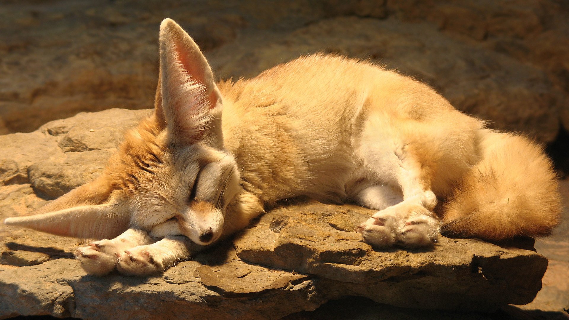 The big-eared fox Fenek is tired