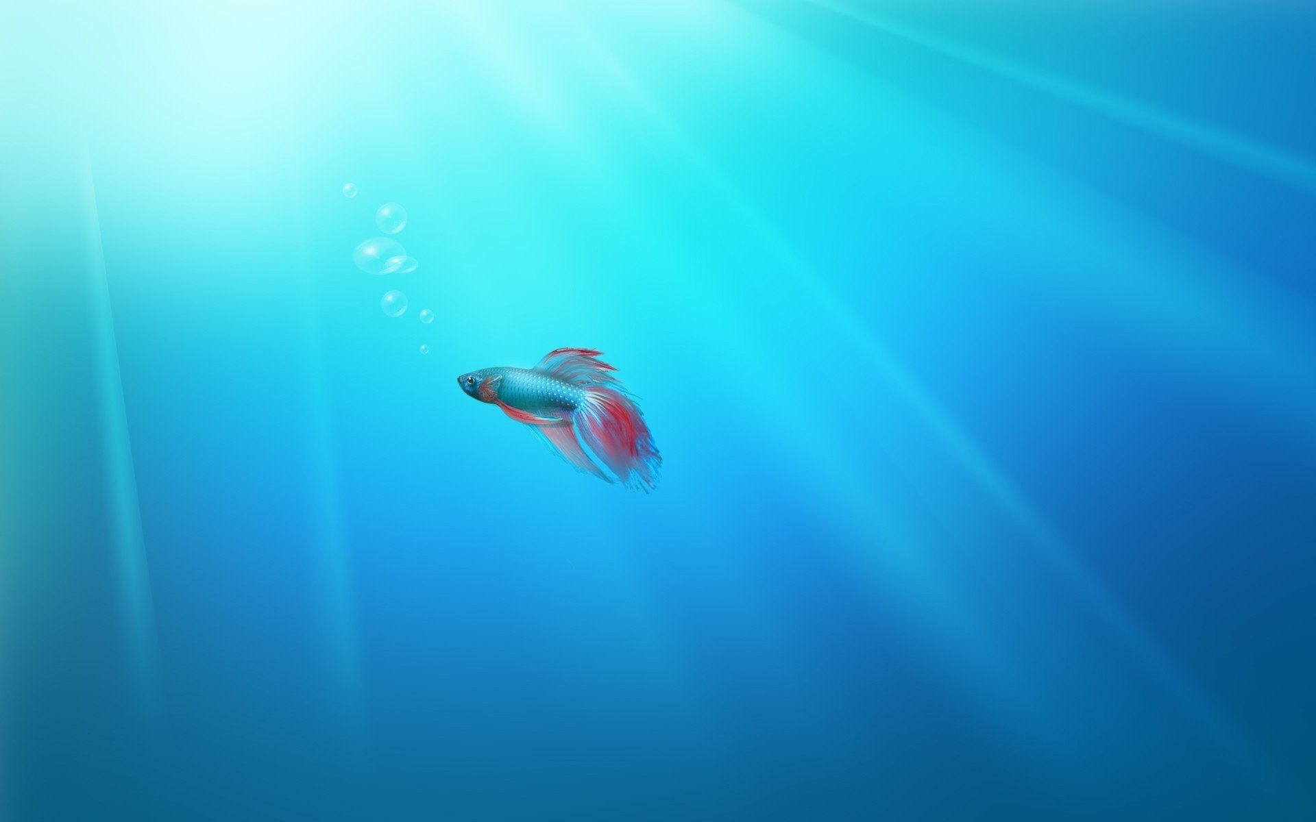 A small colored fish swims on a blue background