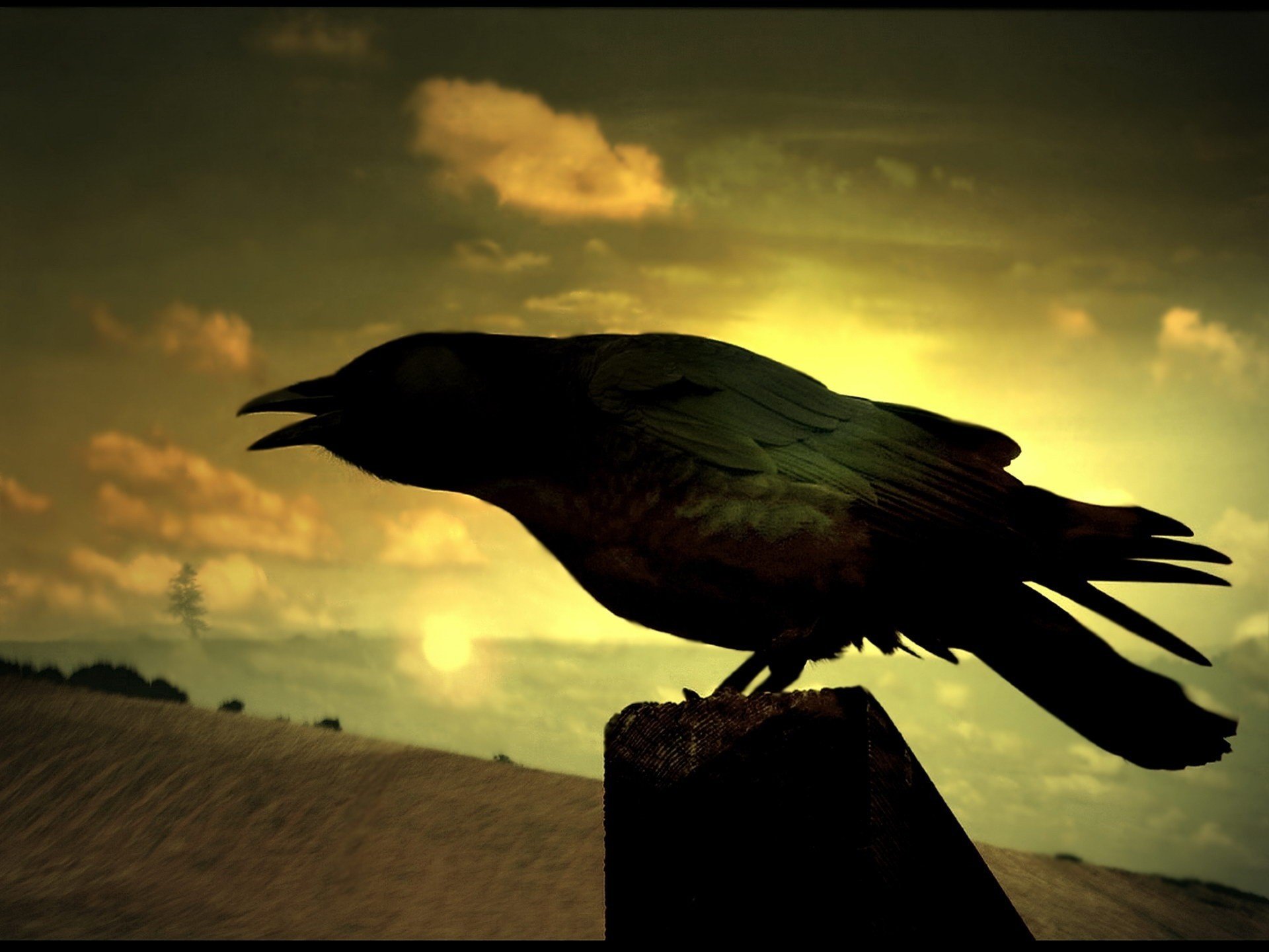 A raven on a hill rejoices at the sunset