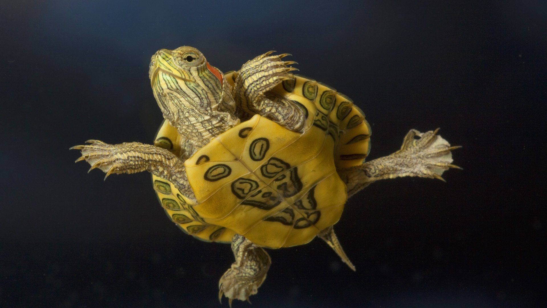 The red-eared ialysh turtle shows its breast combat color