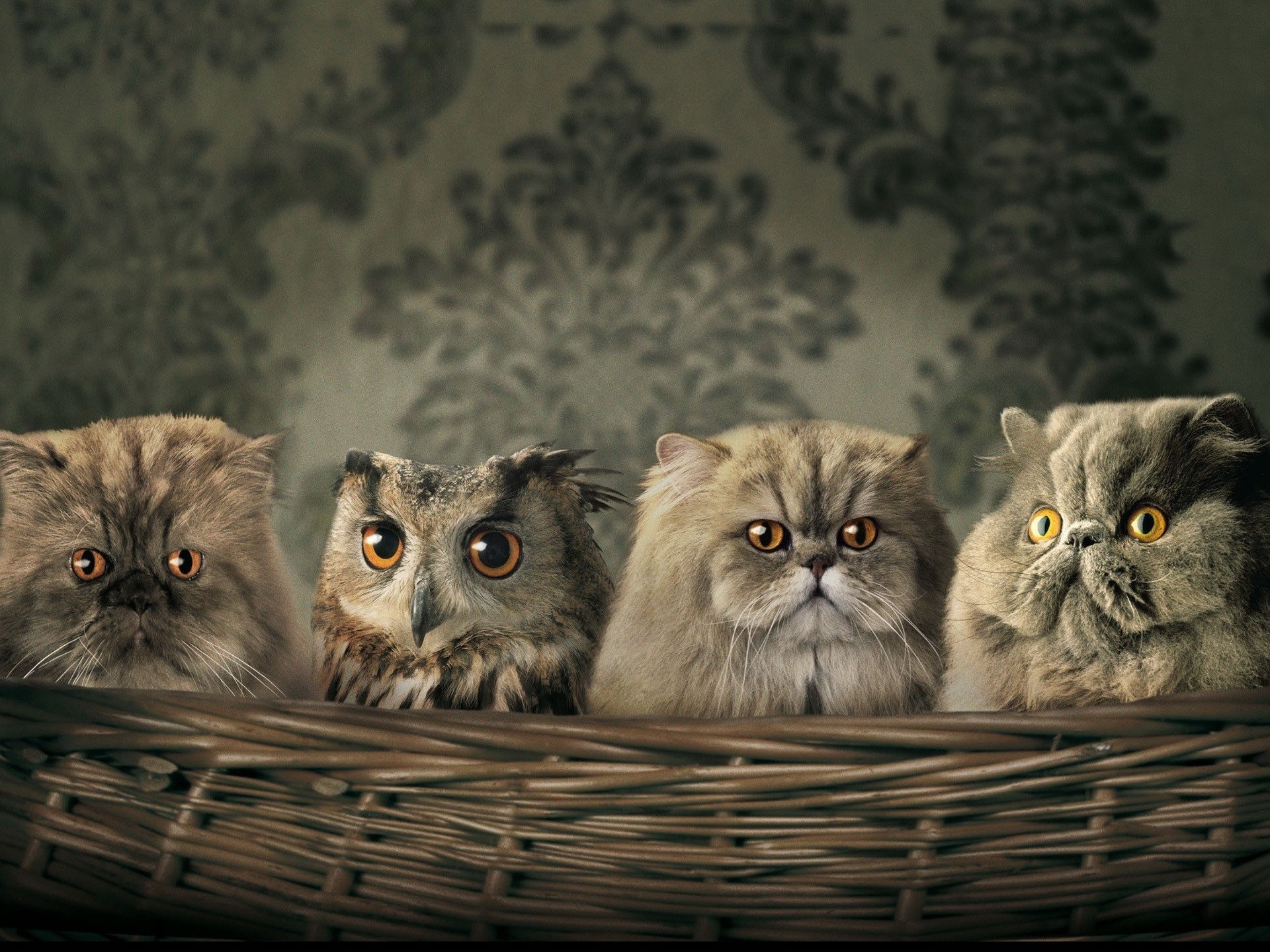 Big-eyed cats and owls in a basket wallpaper