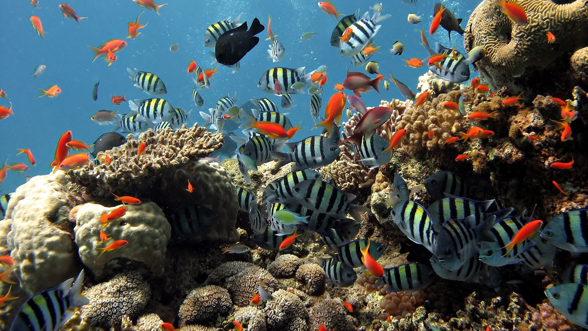 Striped and red fish in the underwater world