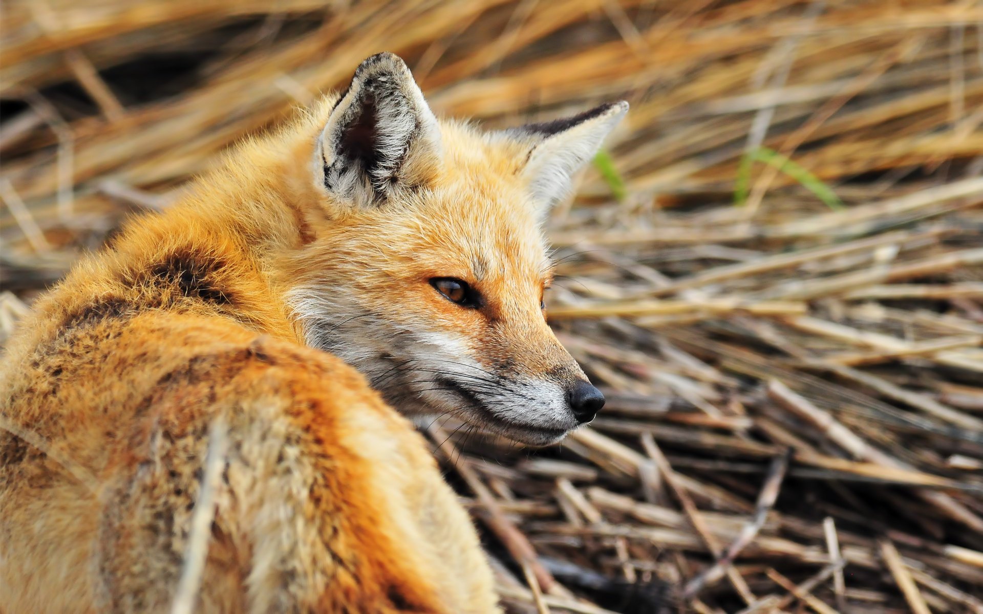 A red-haired sly fox in the hay