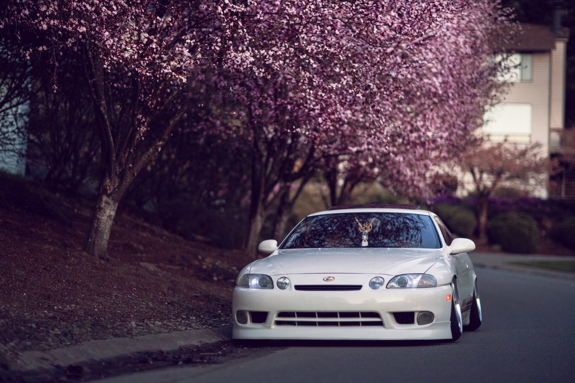 lexus sc 400 tuning car japan hellaflash white street tree sakura