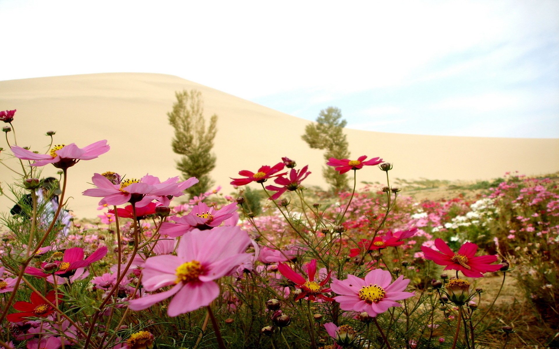 A carpet of beautiful wild flowers