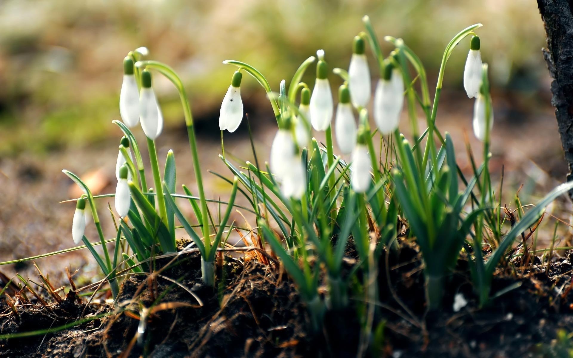 Dew drops on the first spring snowdrops