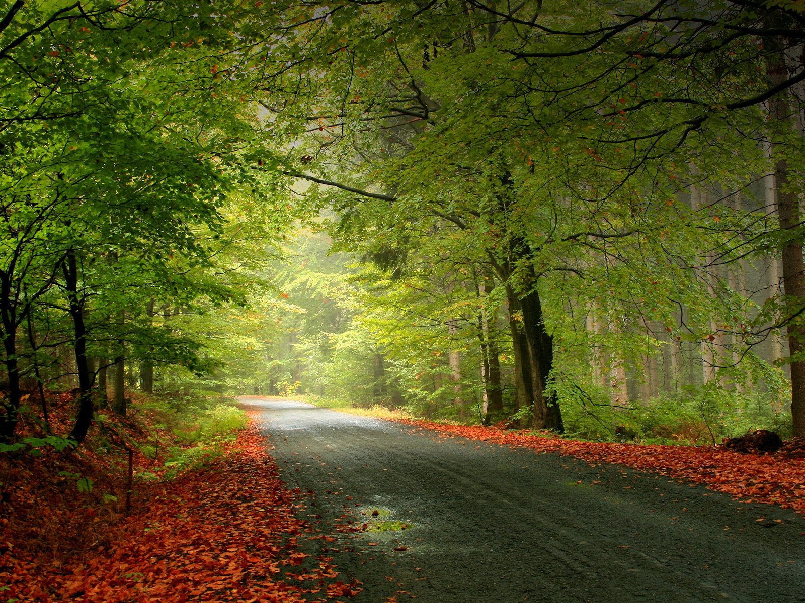 Red foliage covered the road