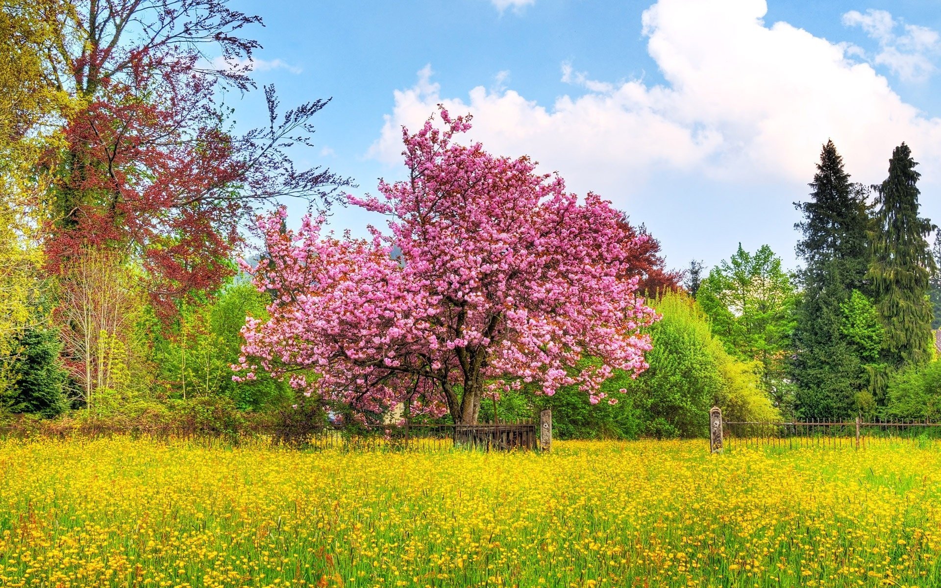 An extraordinarily beautiful rose tree surrounded by flowers