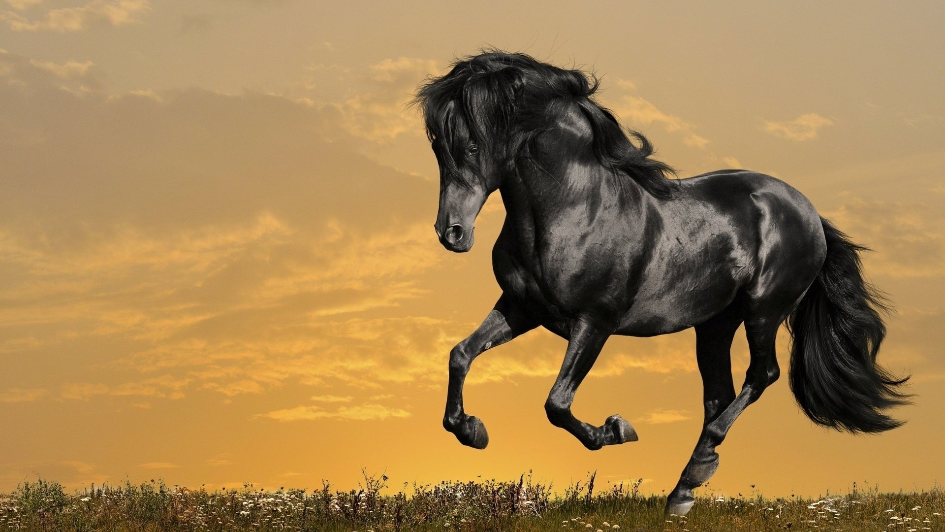 A black horse with a magnificent mane