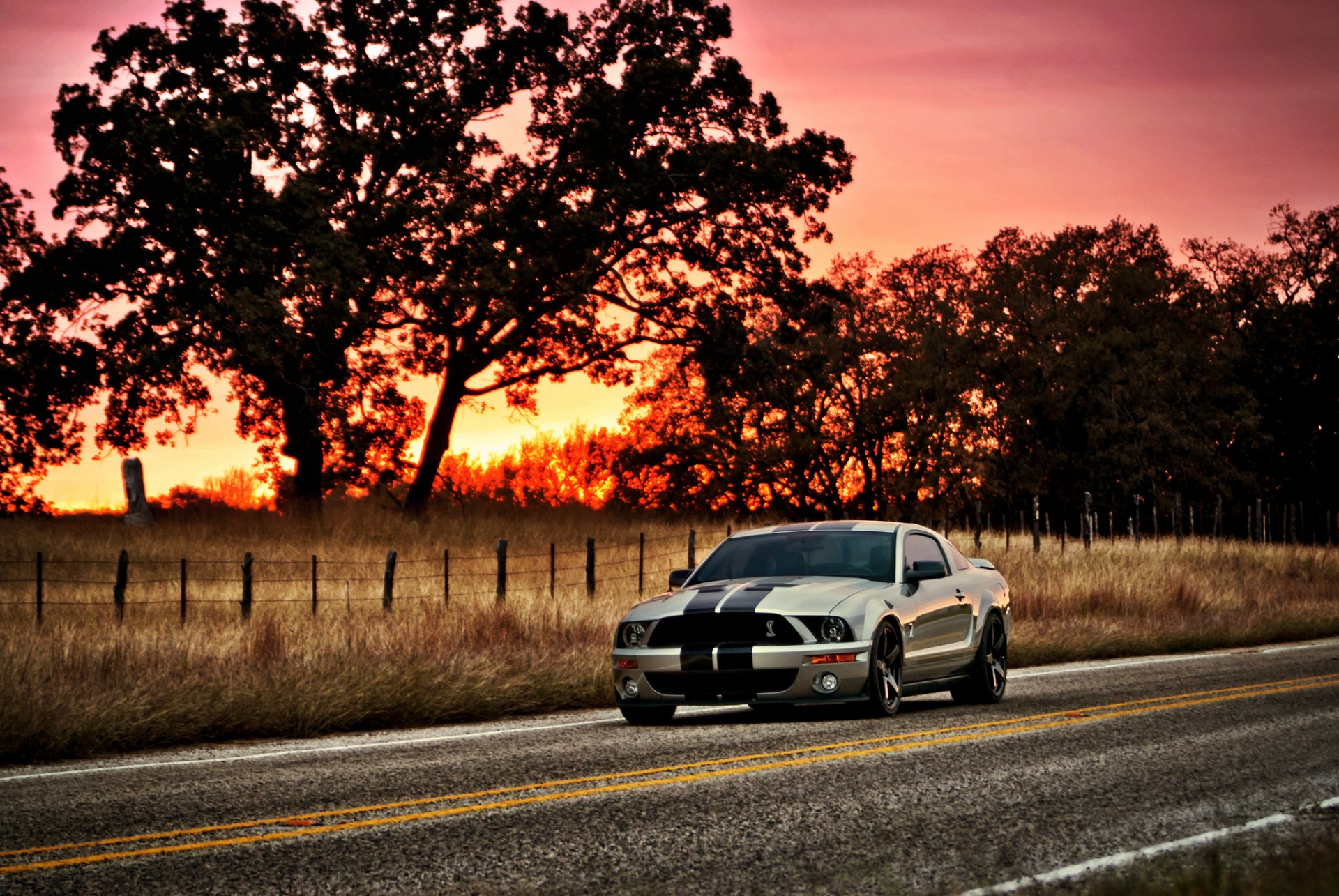 ford mustang shelby gt500 silvery muscle car silver tree sun sunset